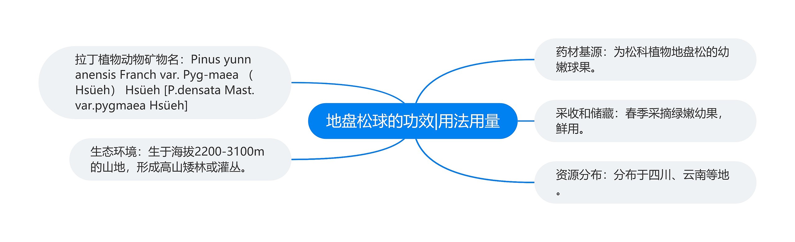 地盘松球的功效|用法用量 地盘松球的功效|用法用量