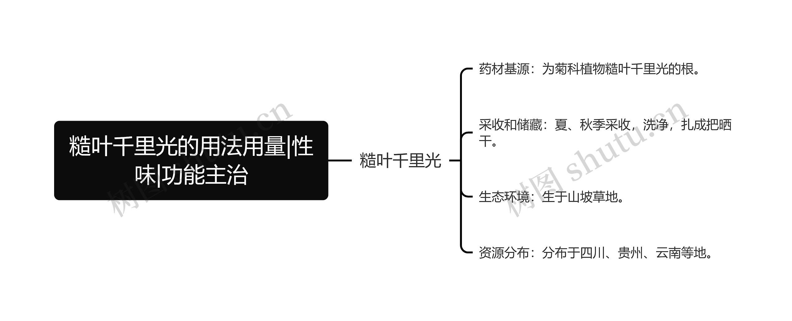 糙叶千里光的用法用量|性味|功能主治