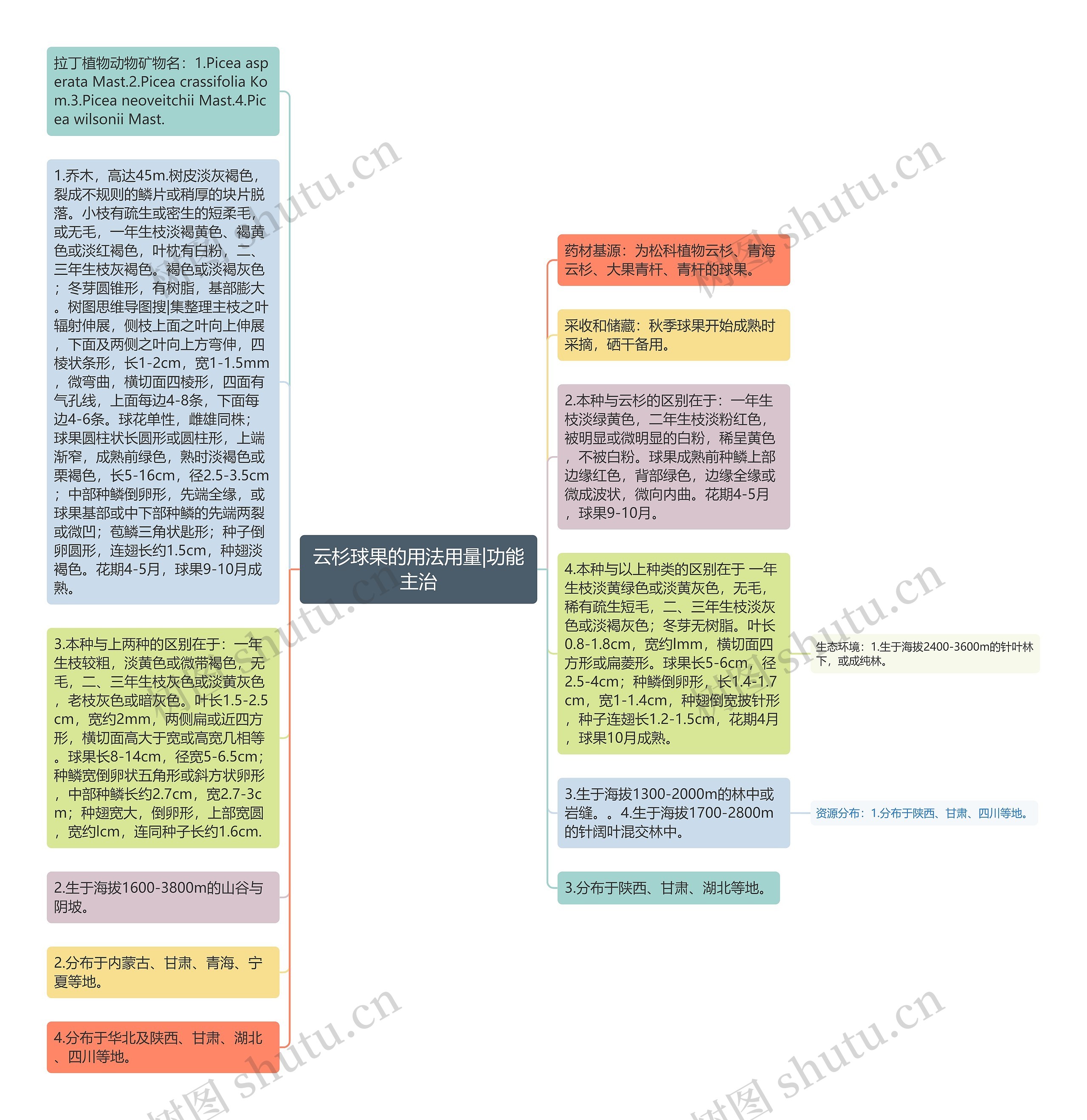 云杉球果的用法用量|功能主治思维导图