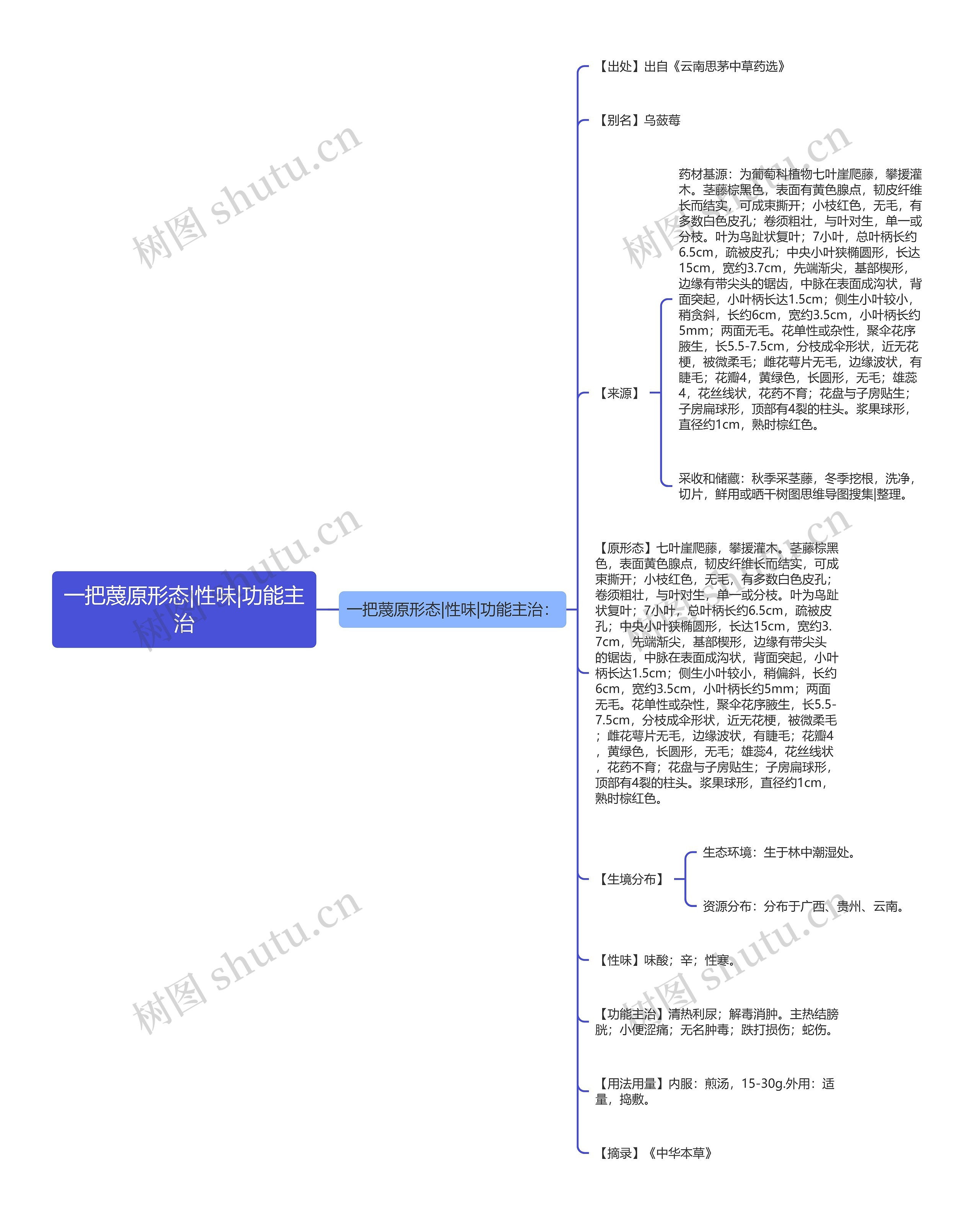 一把蔑原形态|性味|功能主治思维导图