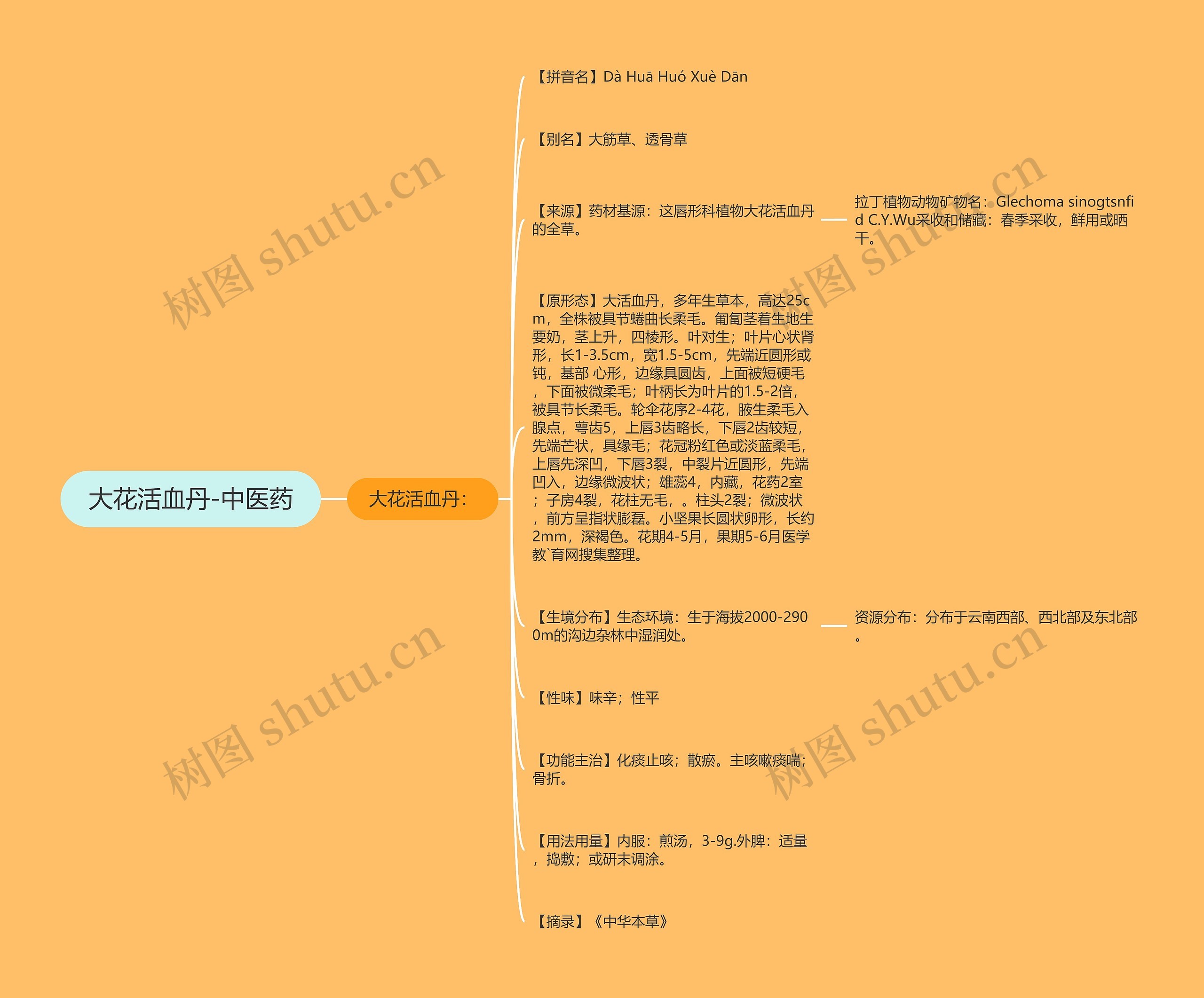 大花活血丹-中医药思维导图