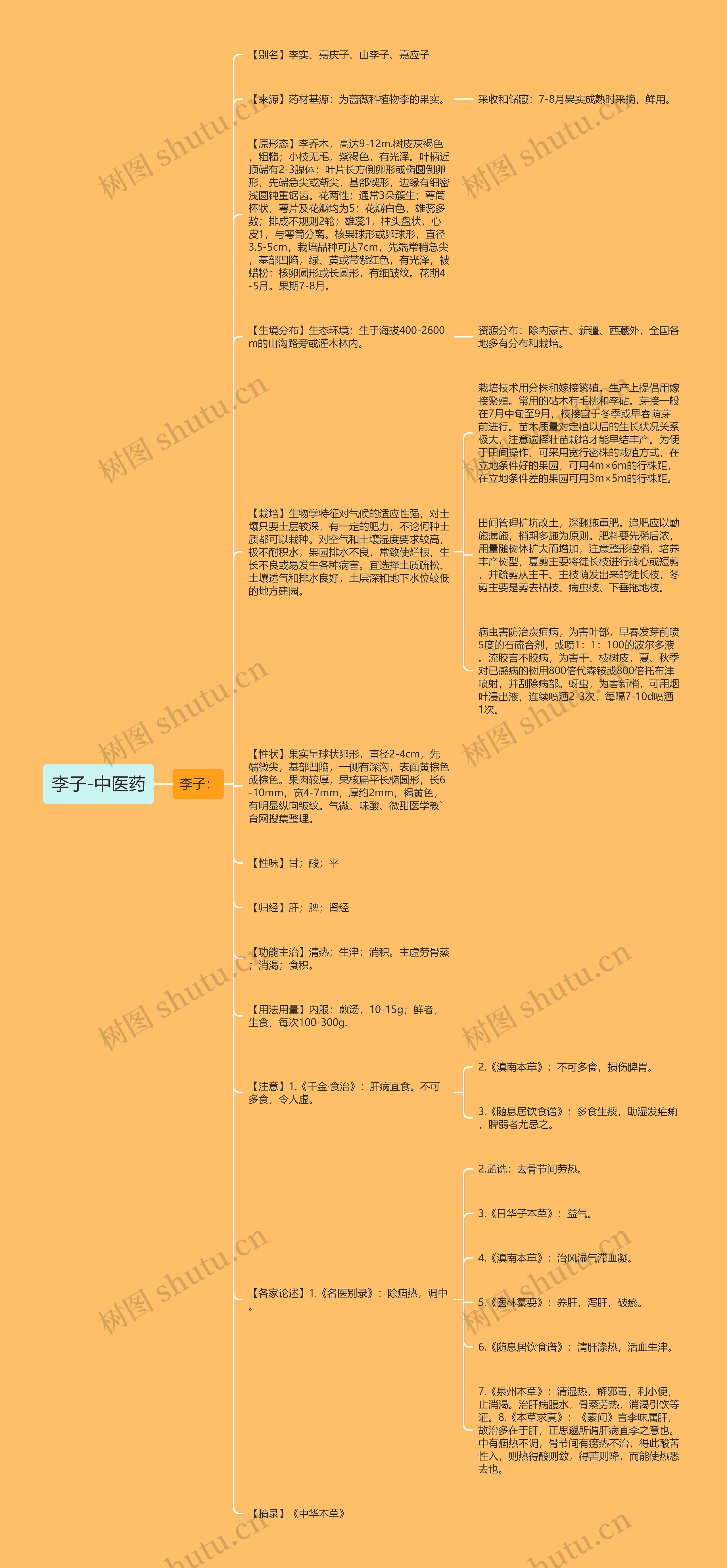 李子-中医药思维导图