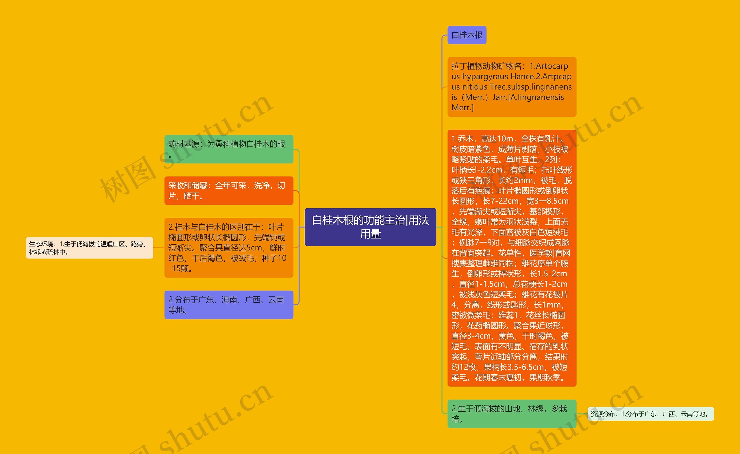 白桂木根的功能主治|用法用量思维导图