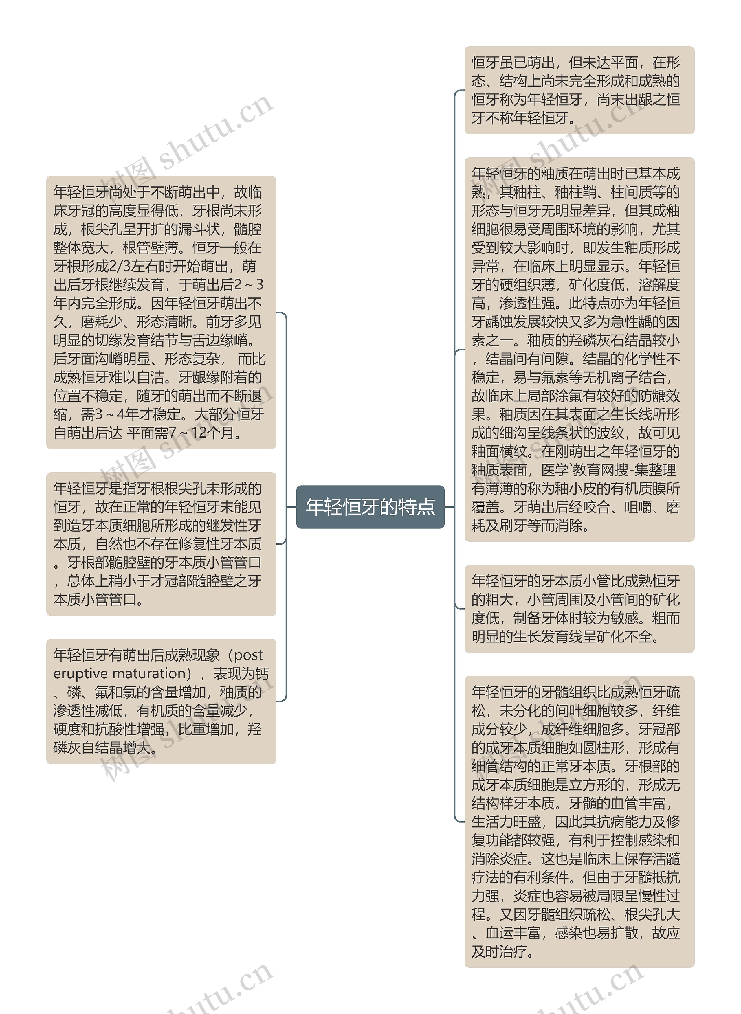 年轻恒牙的特点思维导图