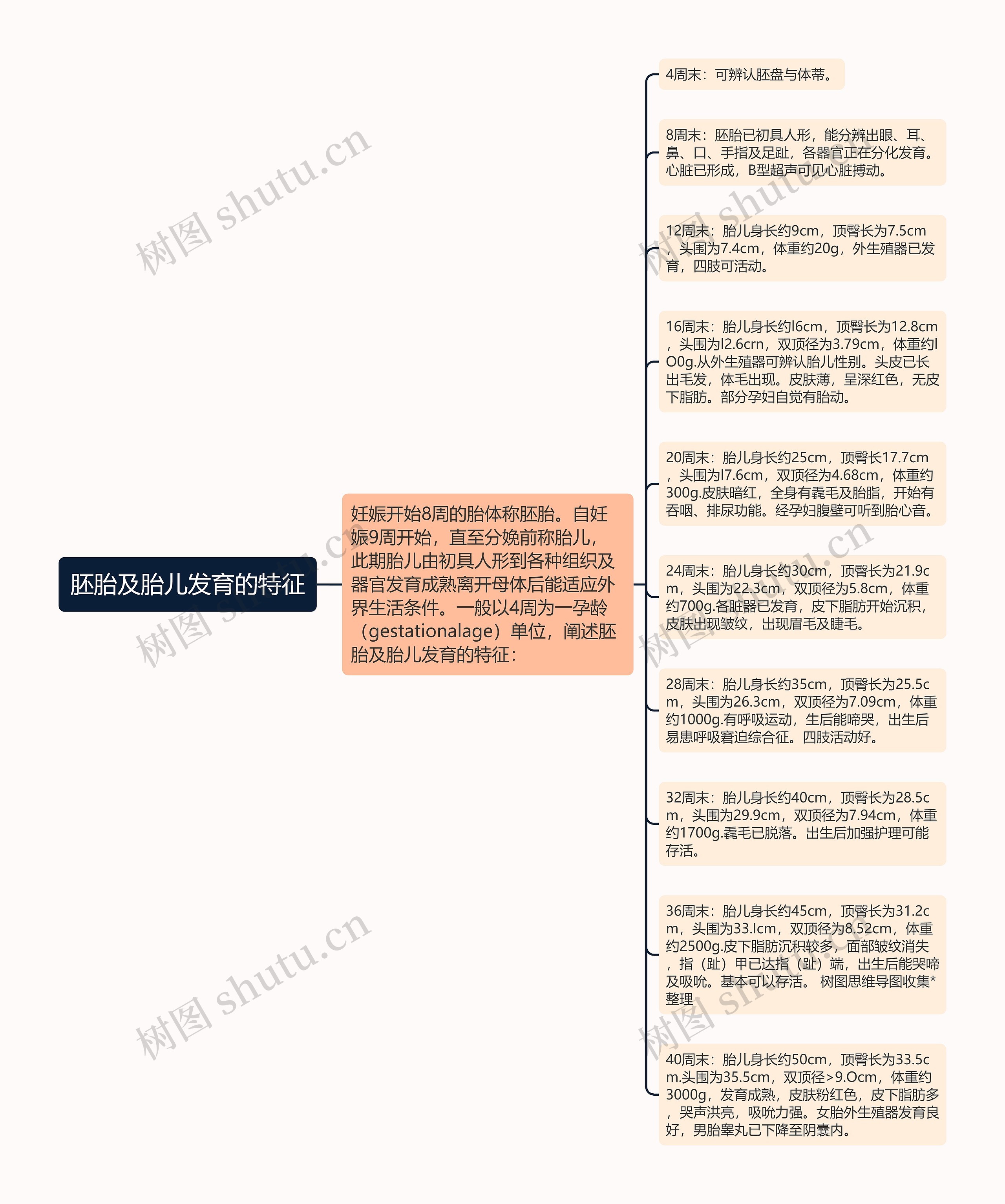 胚胎及胎儿发育的特征思维导图