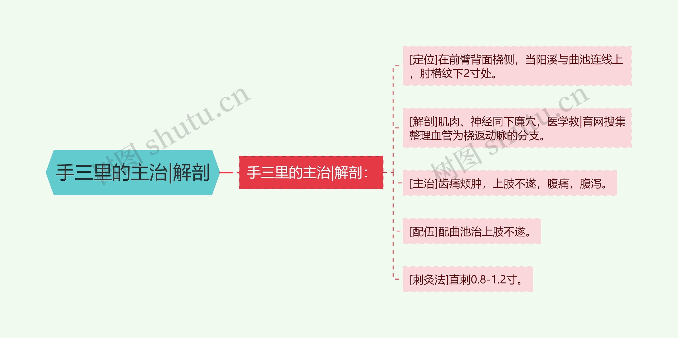 手三里的主治|解剖