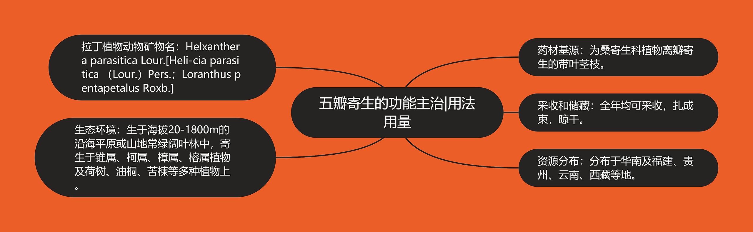 五瓣寄生的功能主治|用法用量 五瓣寄生的功能主治|用法用量