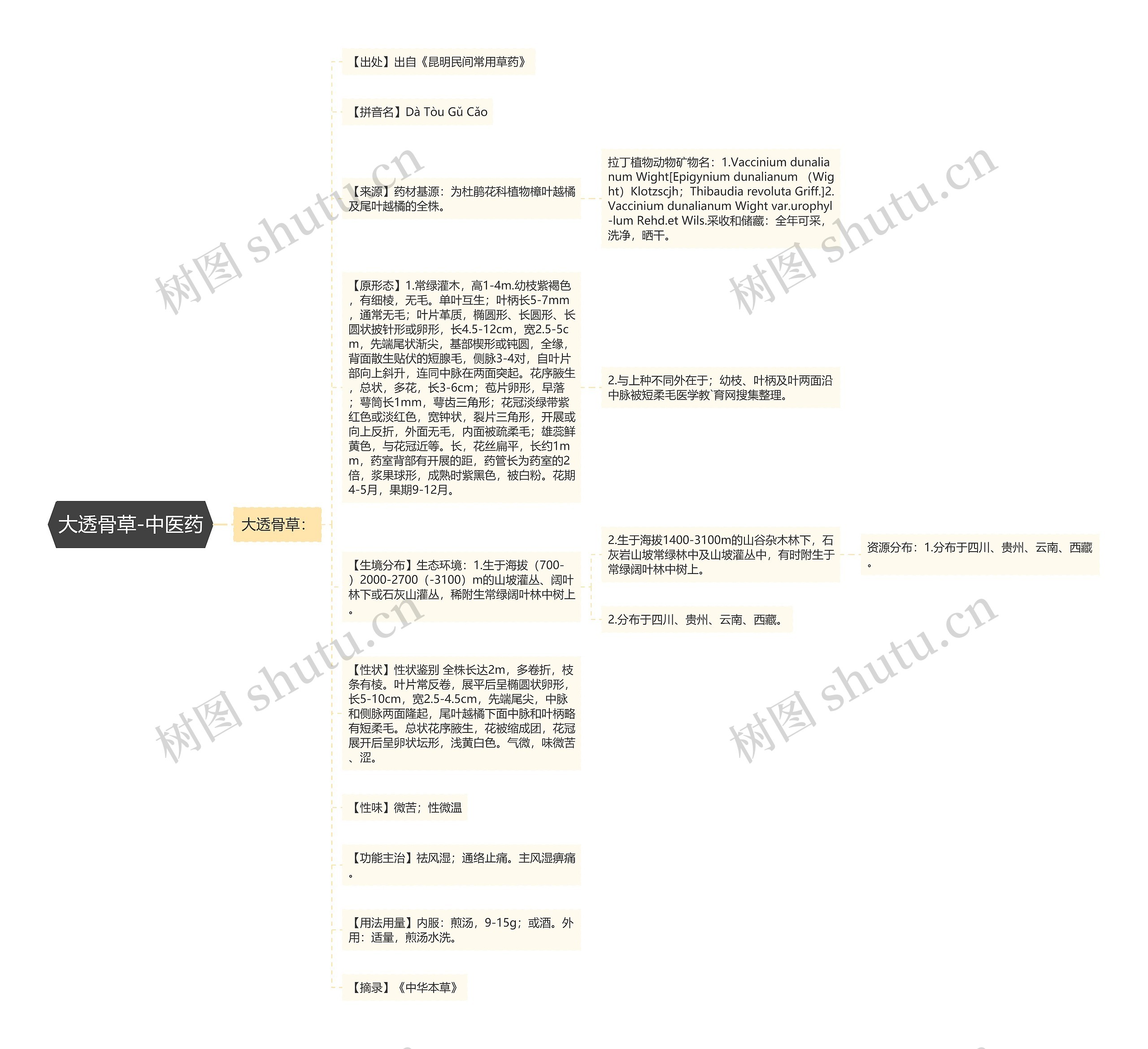 大透骨草-中医药思维导图