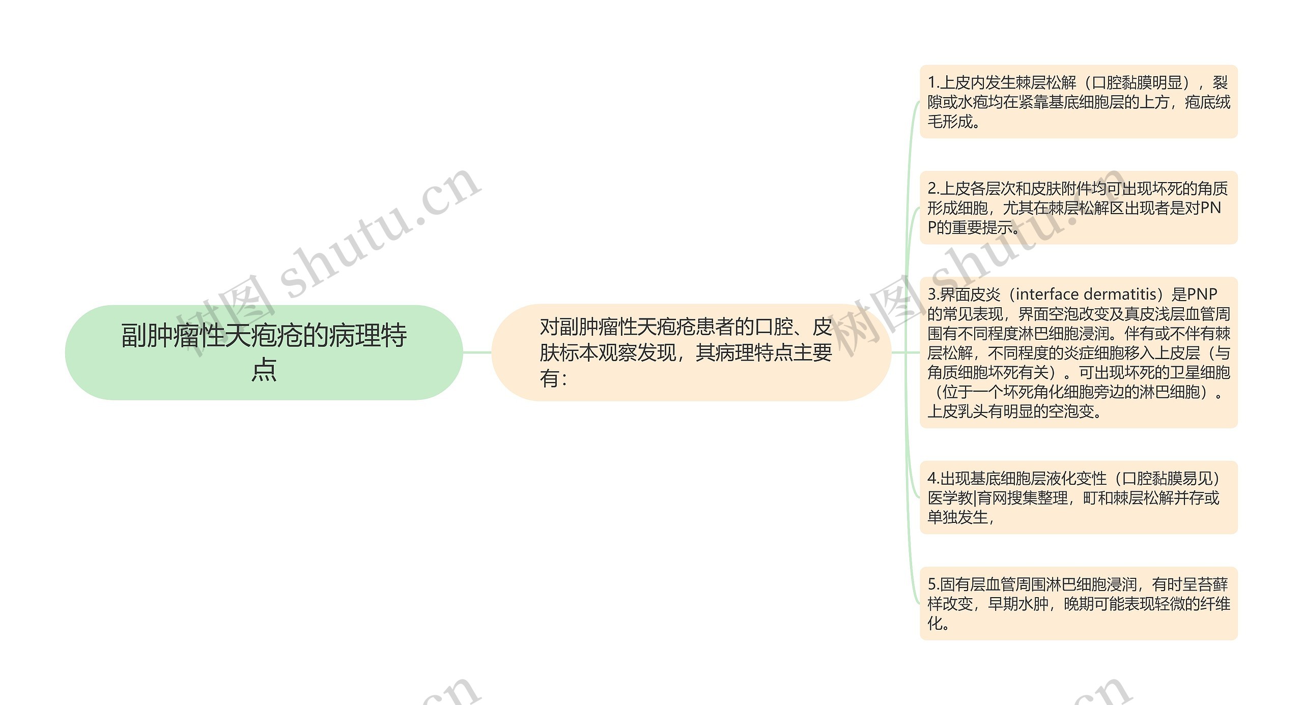 副肿瘤性天疱疮的病理特点思维导图