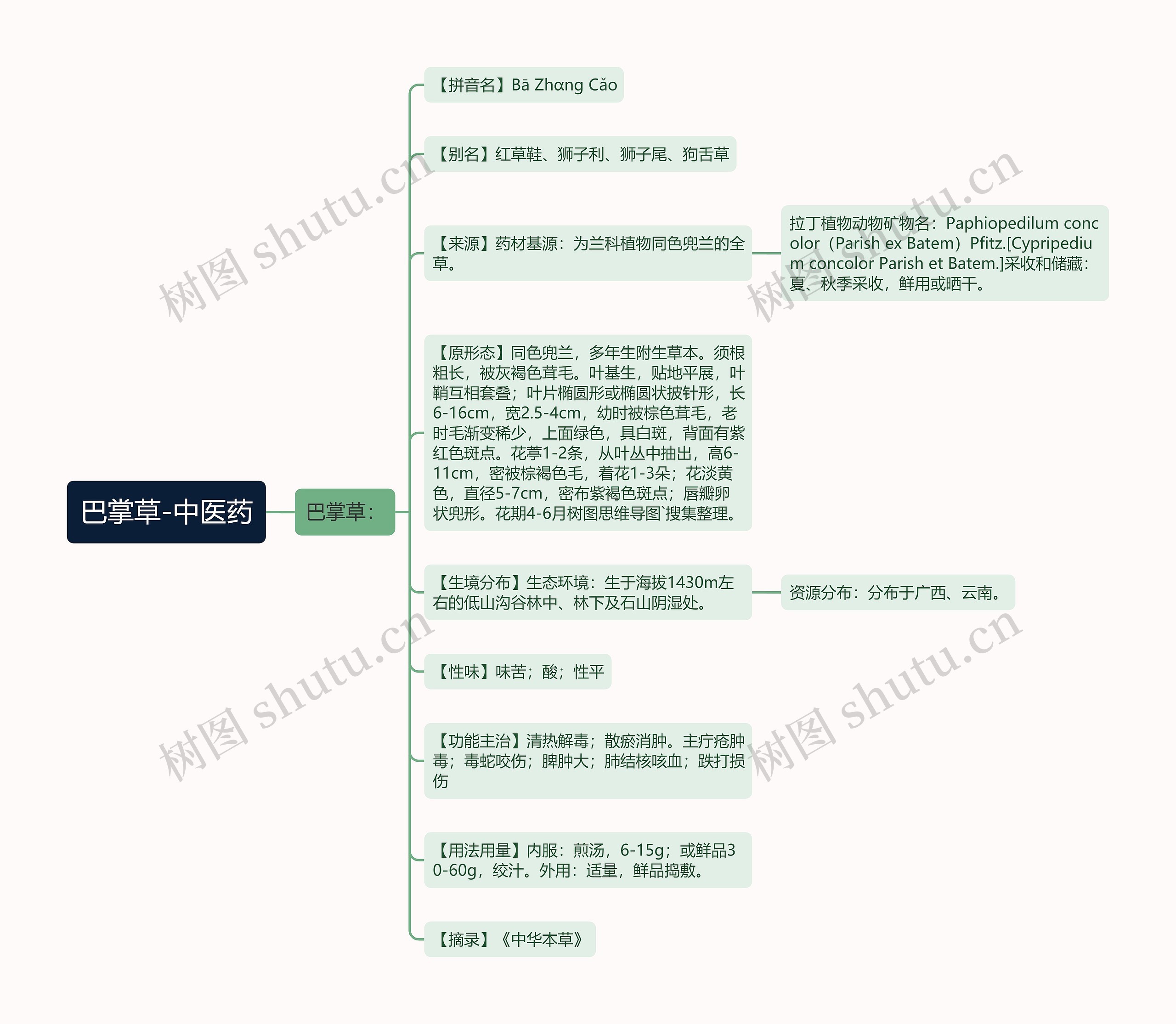 巴掌草-中医药 巴掌草-中医药