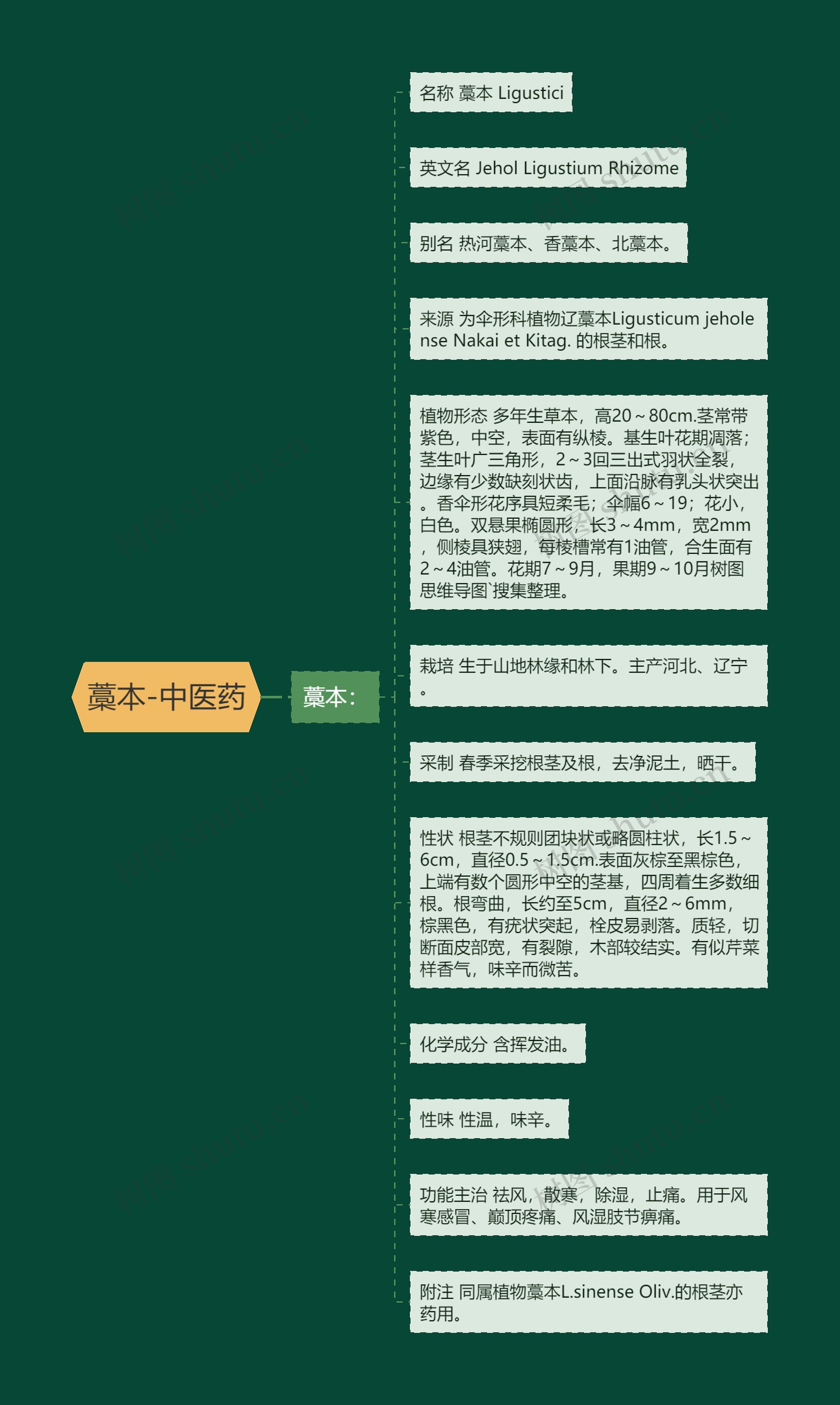 藁本-中医药 藁本-中医药