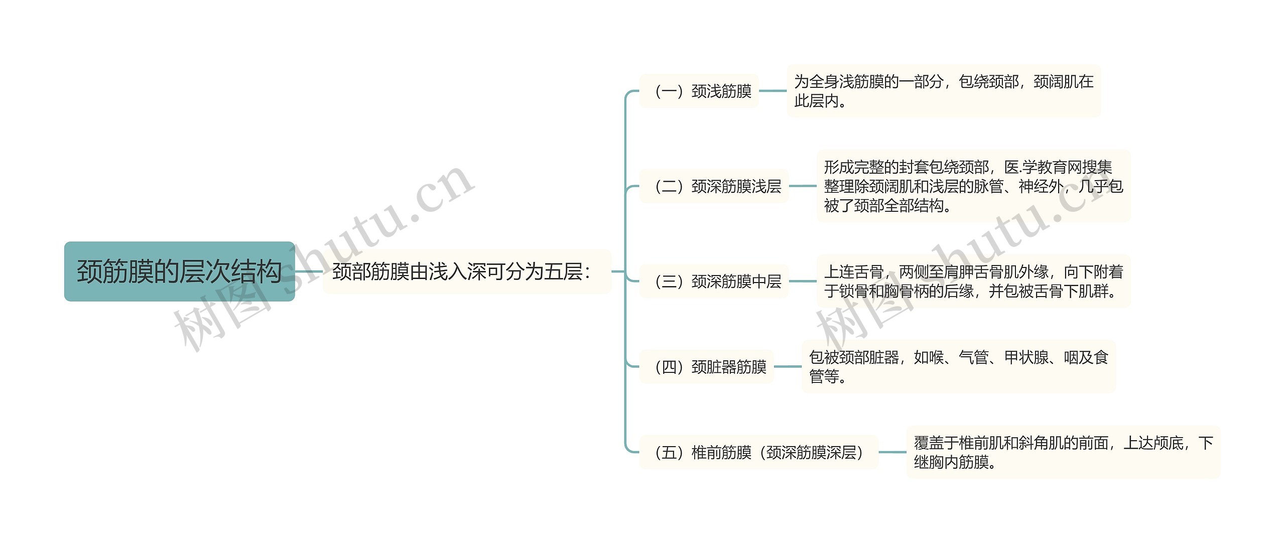 颈筋膜的层次结构思维导图