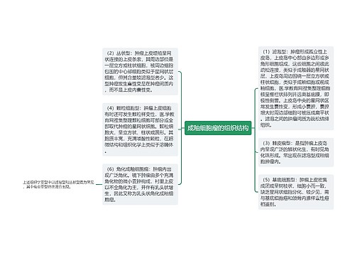 成釉细胞瘤的组织结构