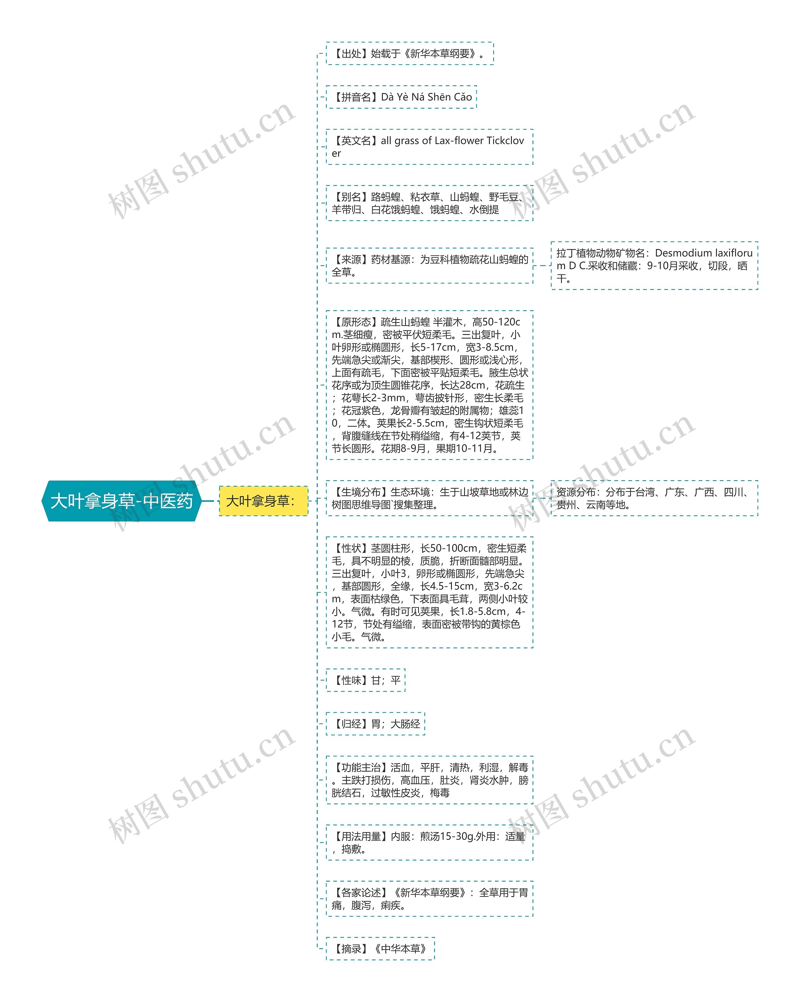 大叶拿身草-中医药思维导图