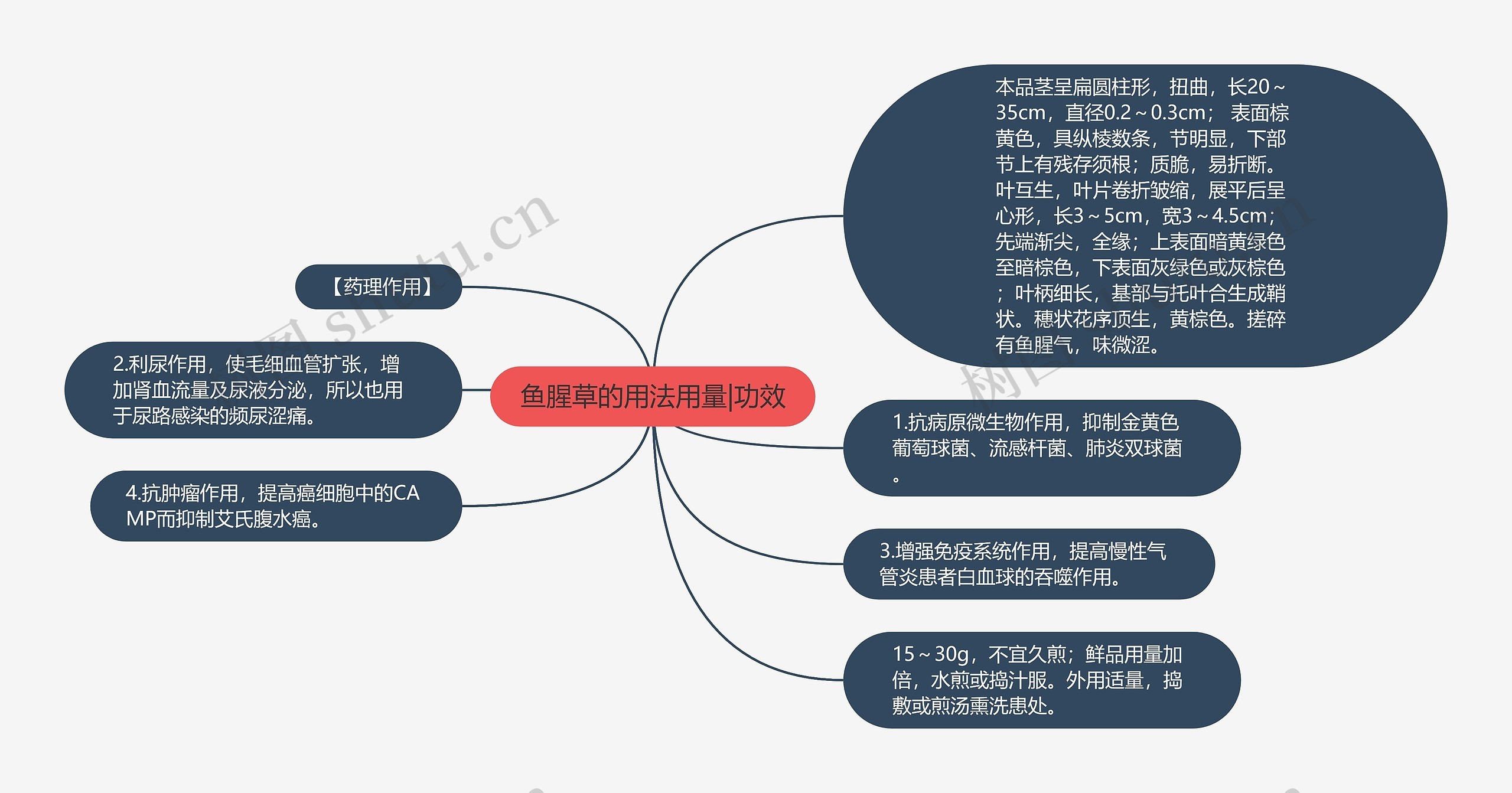 鱼腥草的用法用量|功效