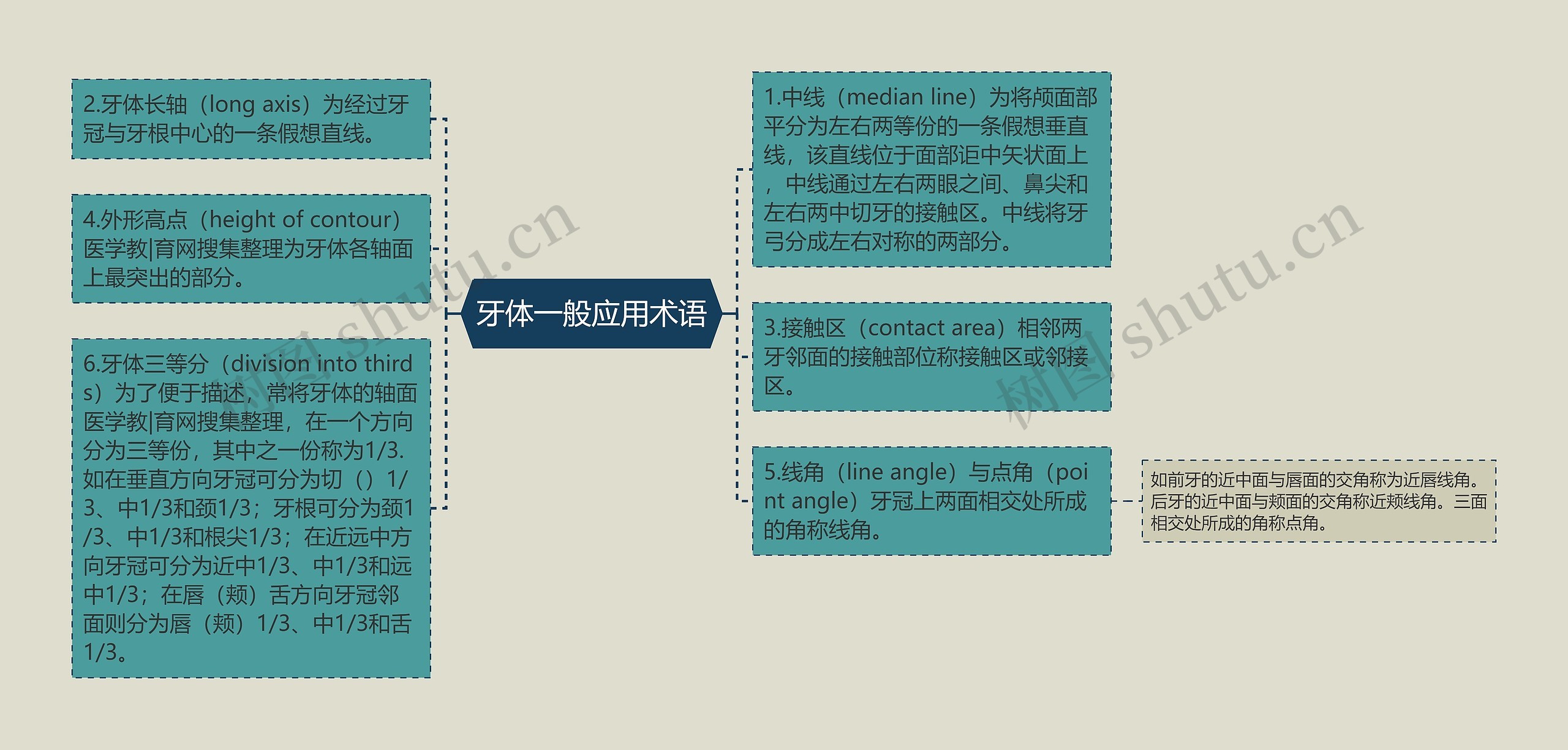 牙体一般应用术语