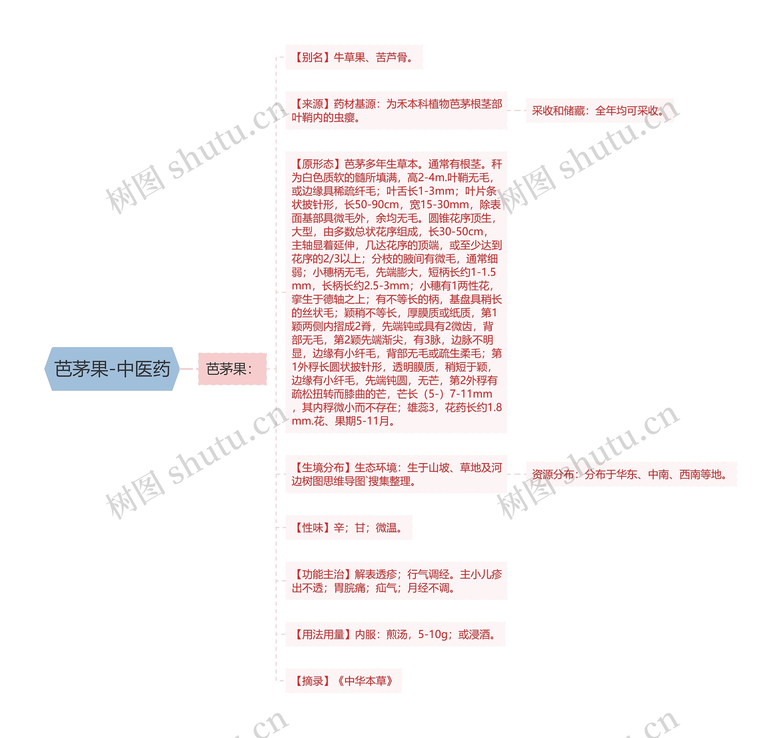 芭茅果-中医药 芭茅果-中医药