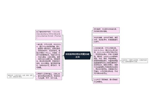 岩松鼠骨的用法用量|功能主治