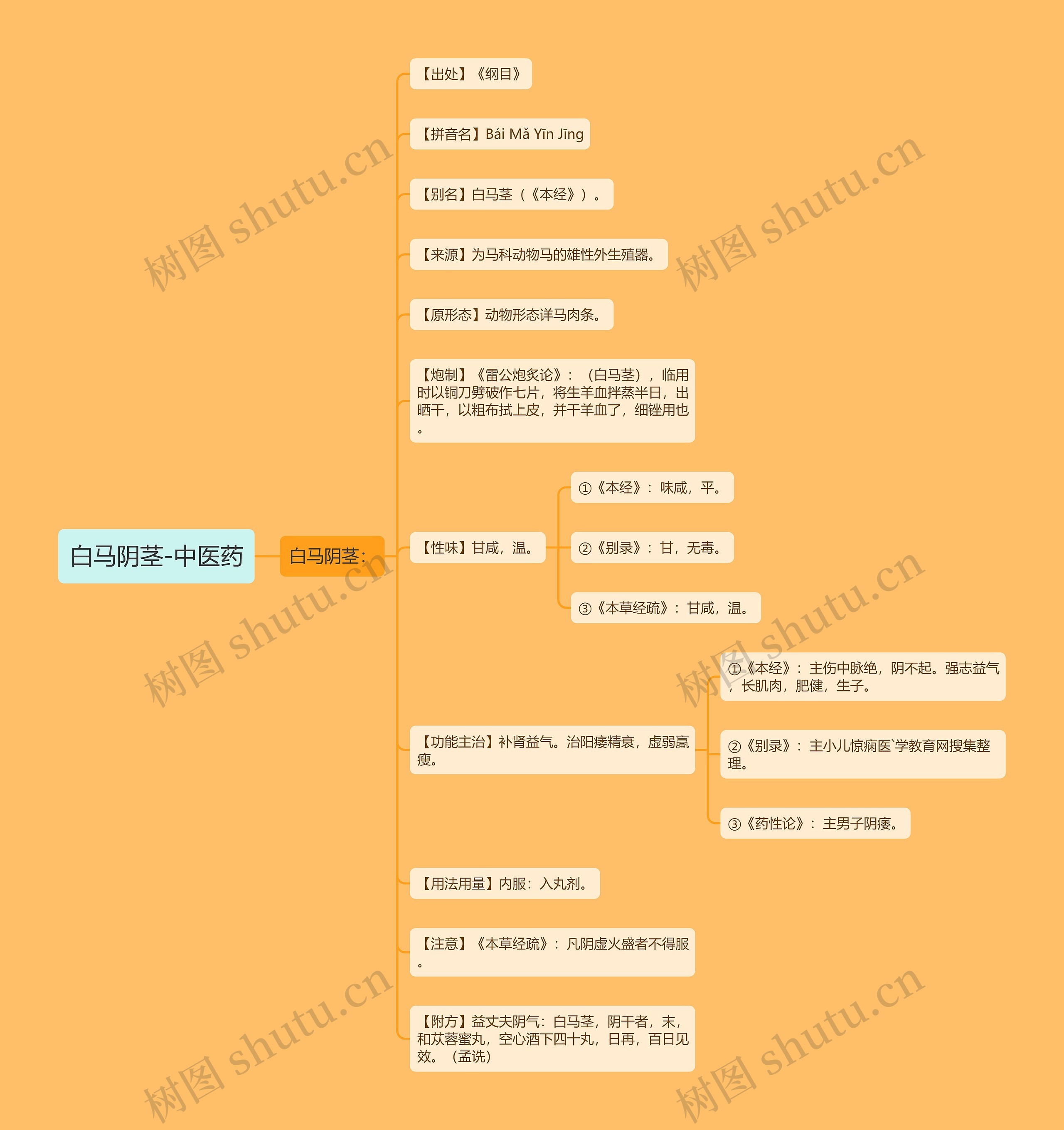 白马阴茎-中医药 白马阴茎-中医药