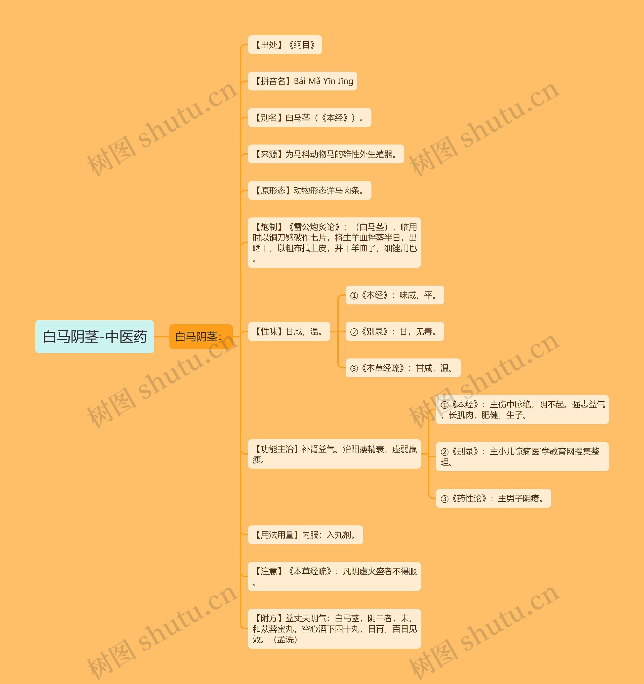 白马阴茎-中医药思维导图