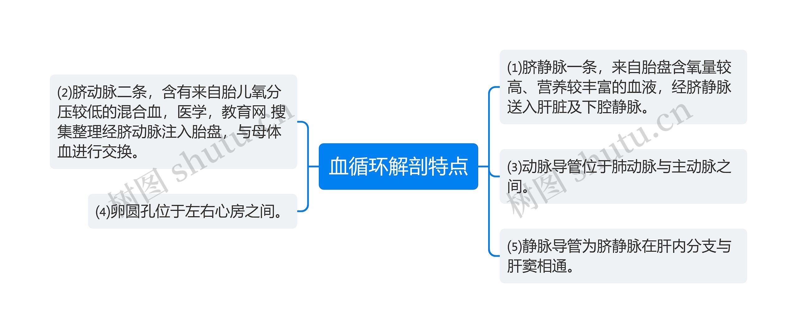 血循环解剖特点 血循环解剖特点