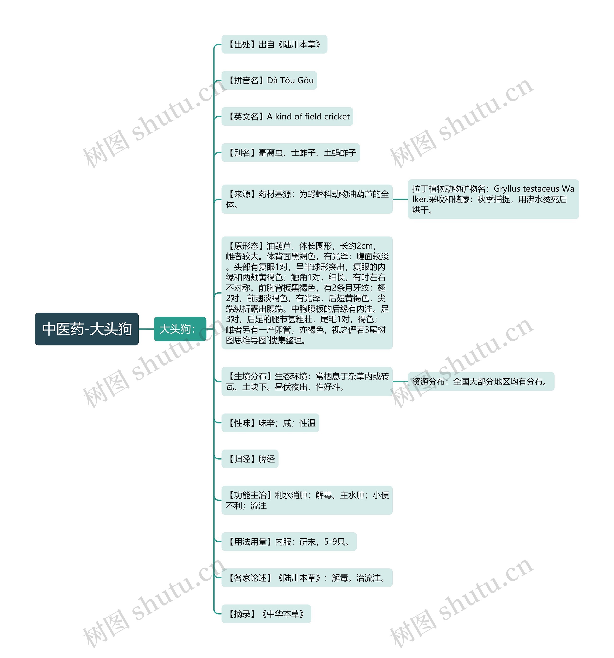 中医药-大头狗思维导图