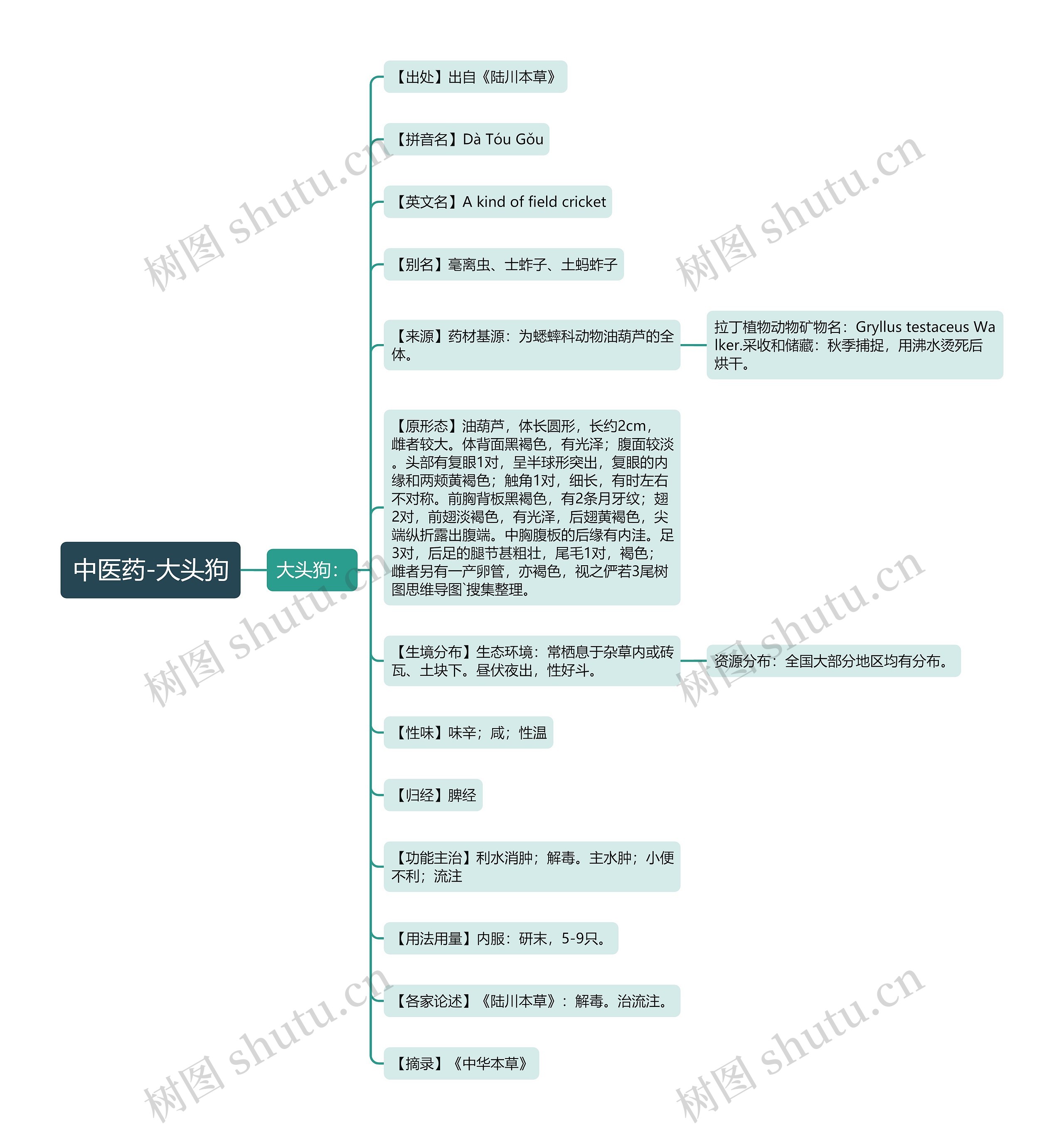 中医药-大头狗 中医药-大头狗