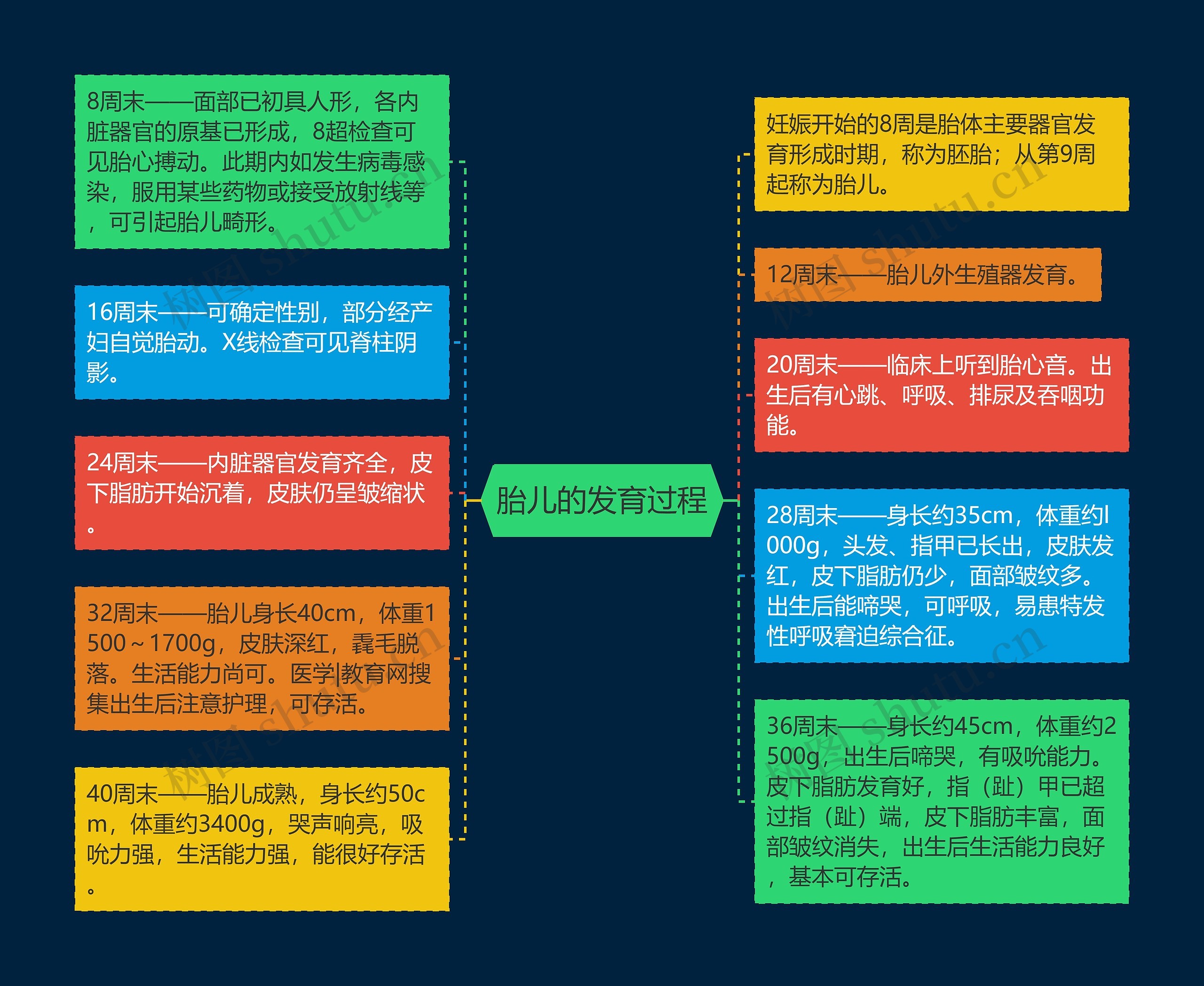 胎儿的发育过程 胎儿的发育过程