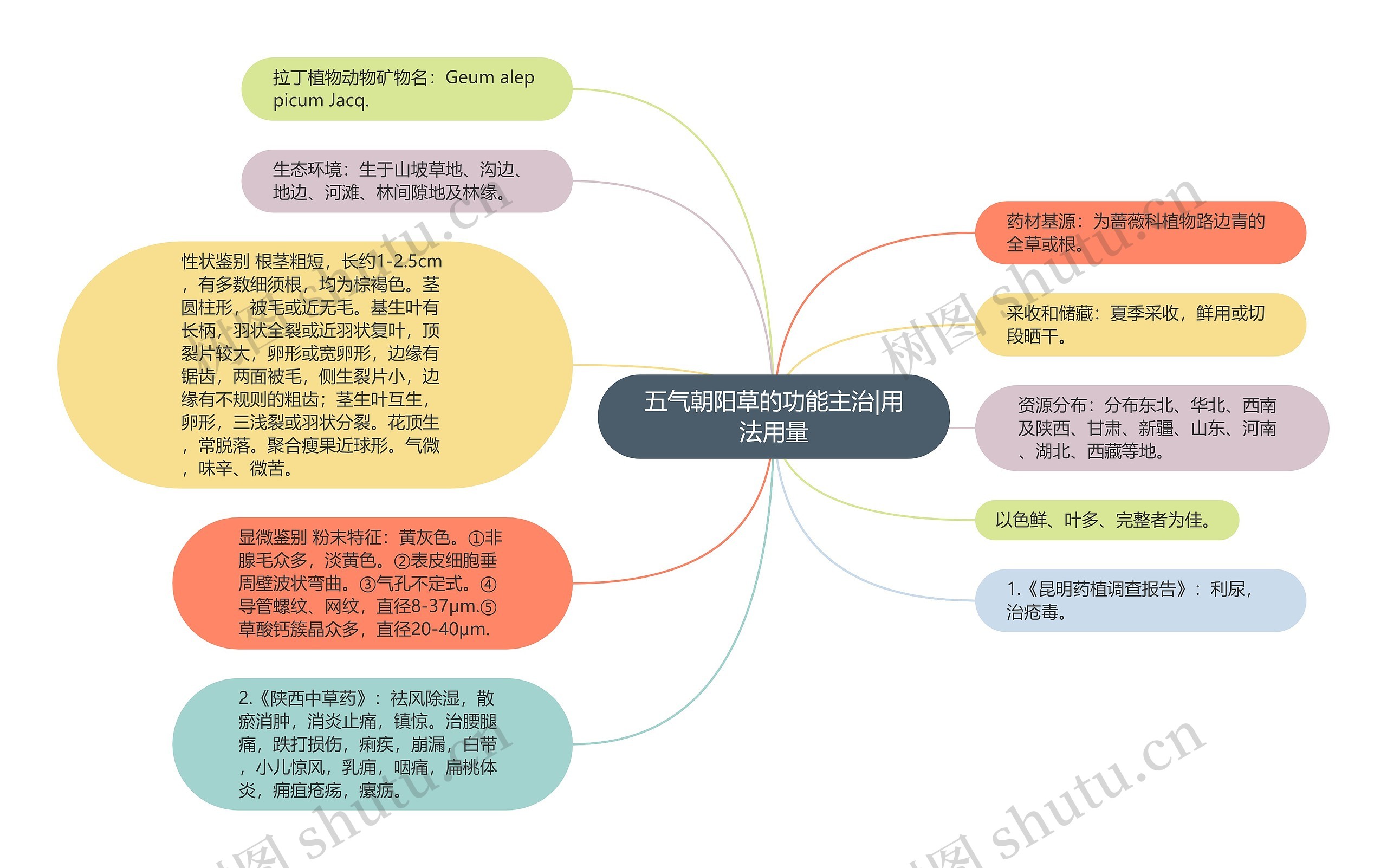 五气朝阳草的功能主治|用法用量