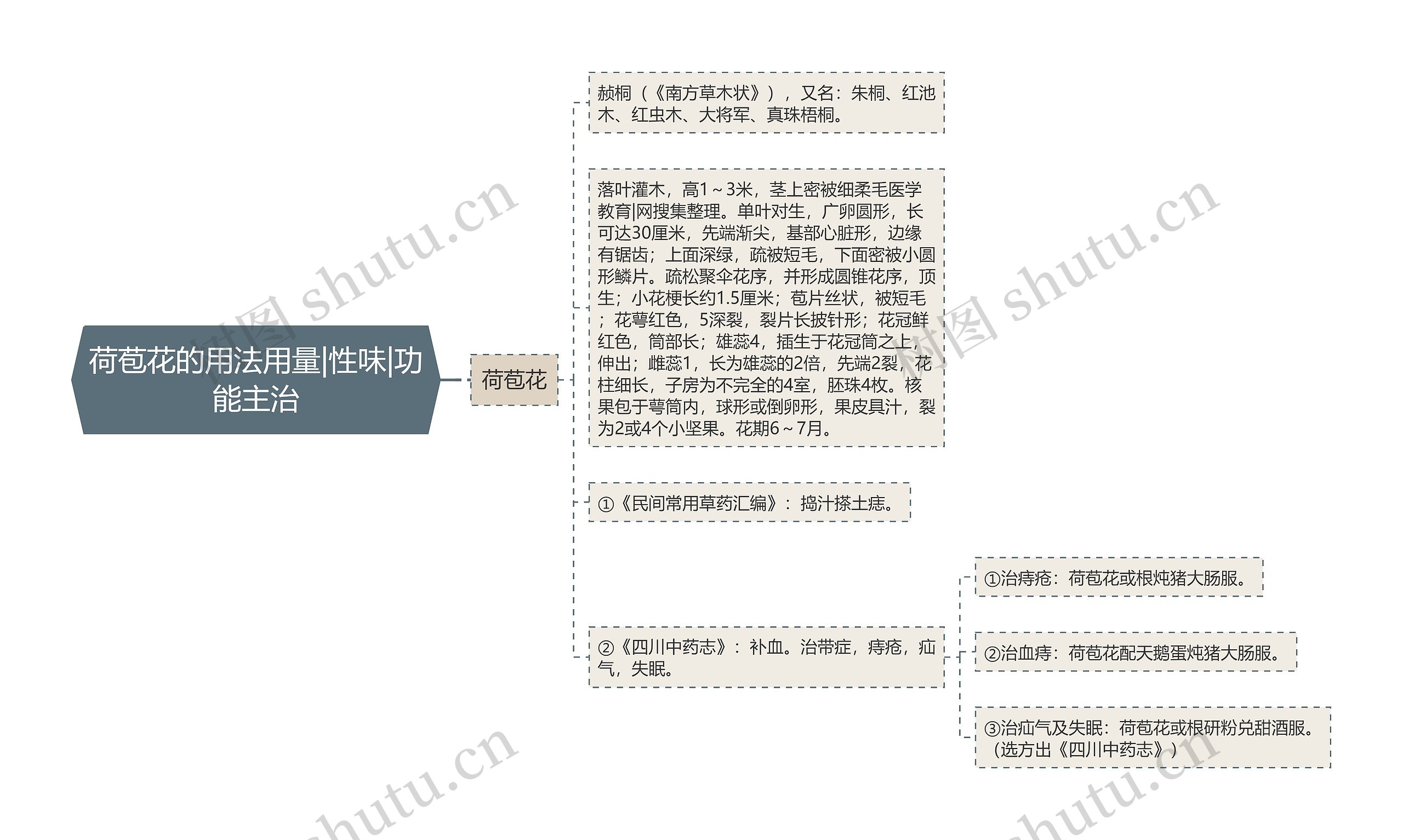 荷苞花的用法用量|性味|功能主治思维导图