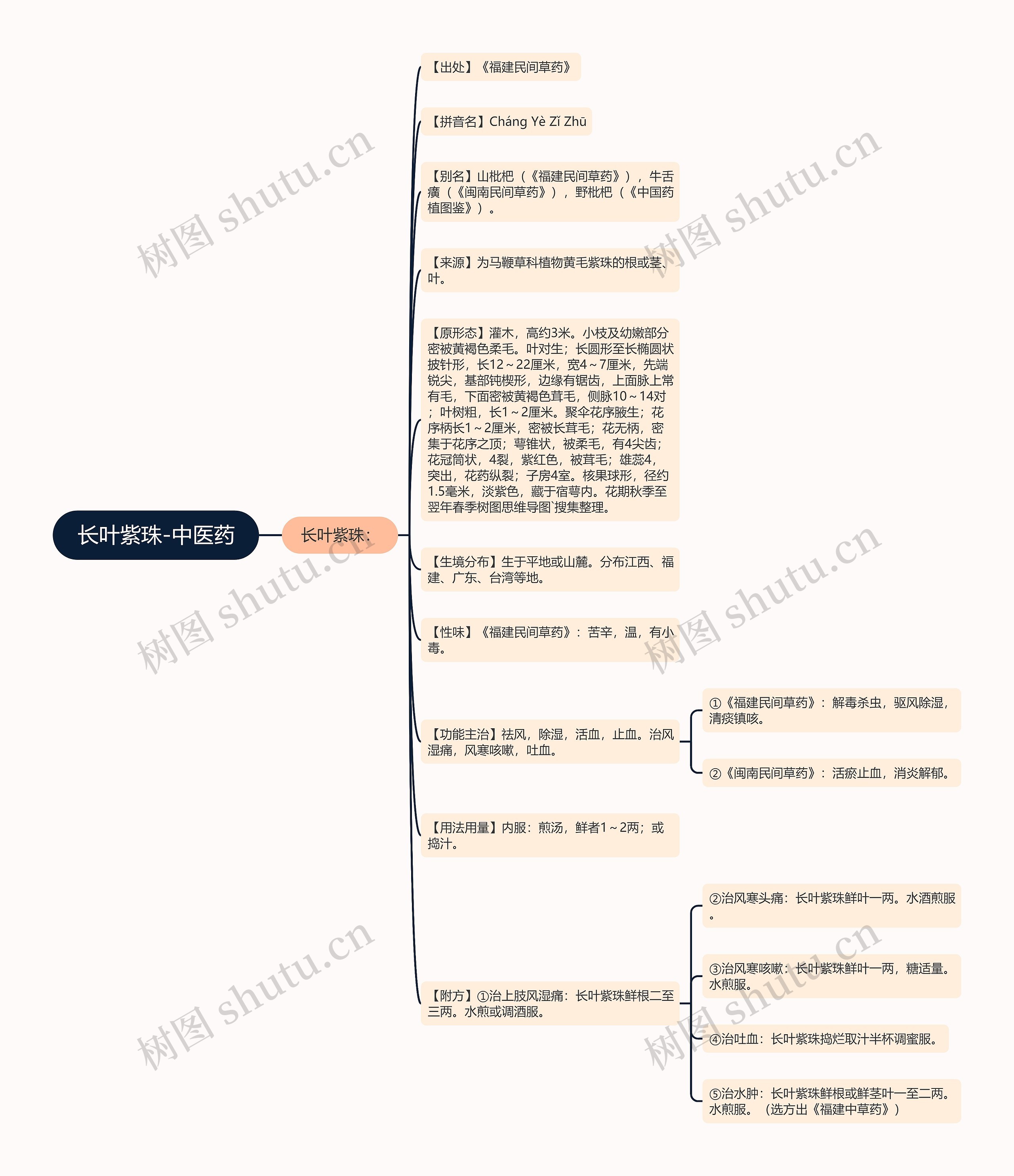长叶紫珠-中医药思维导图