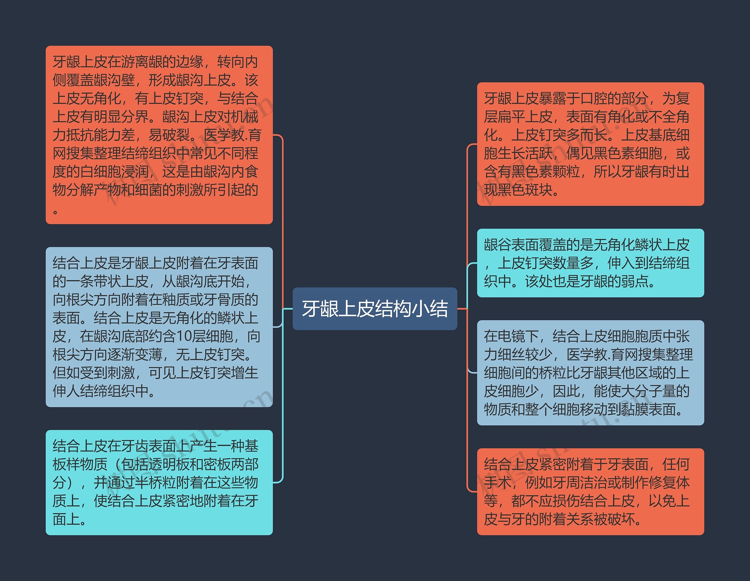 牙龈上皮结构小结思维导图