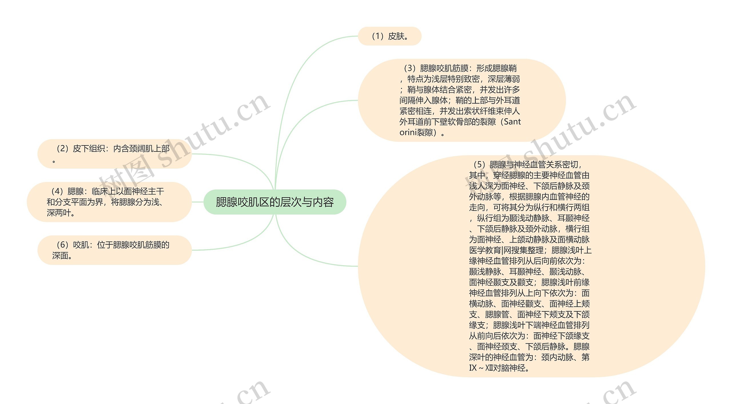 腮腺咬肌区的层次与内容思维导图