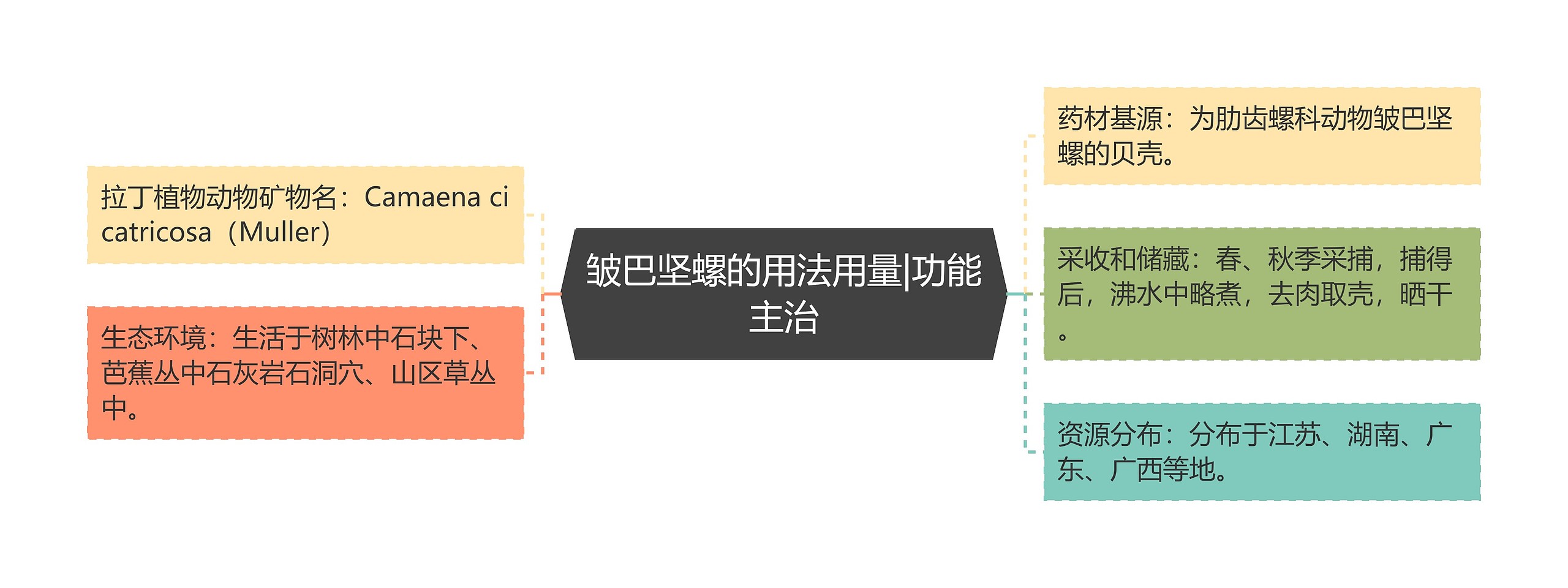 皱巴坚螺的用法用量|功能主治思维导图