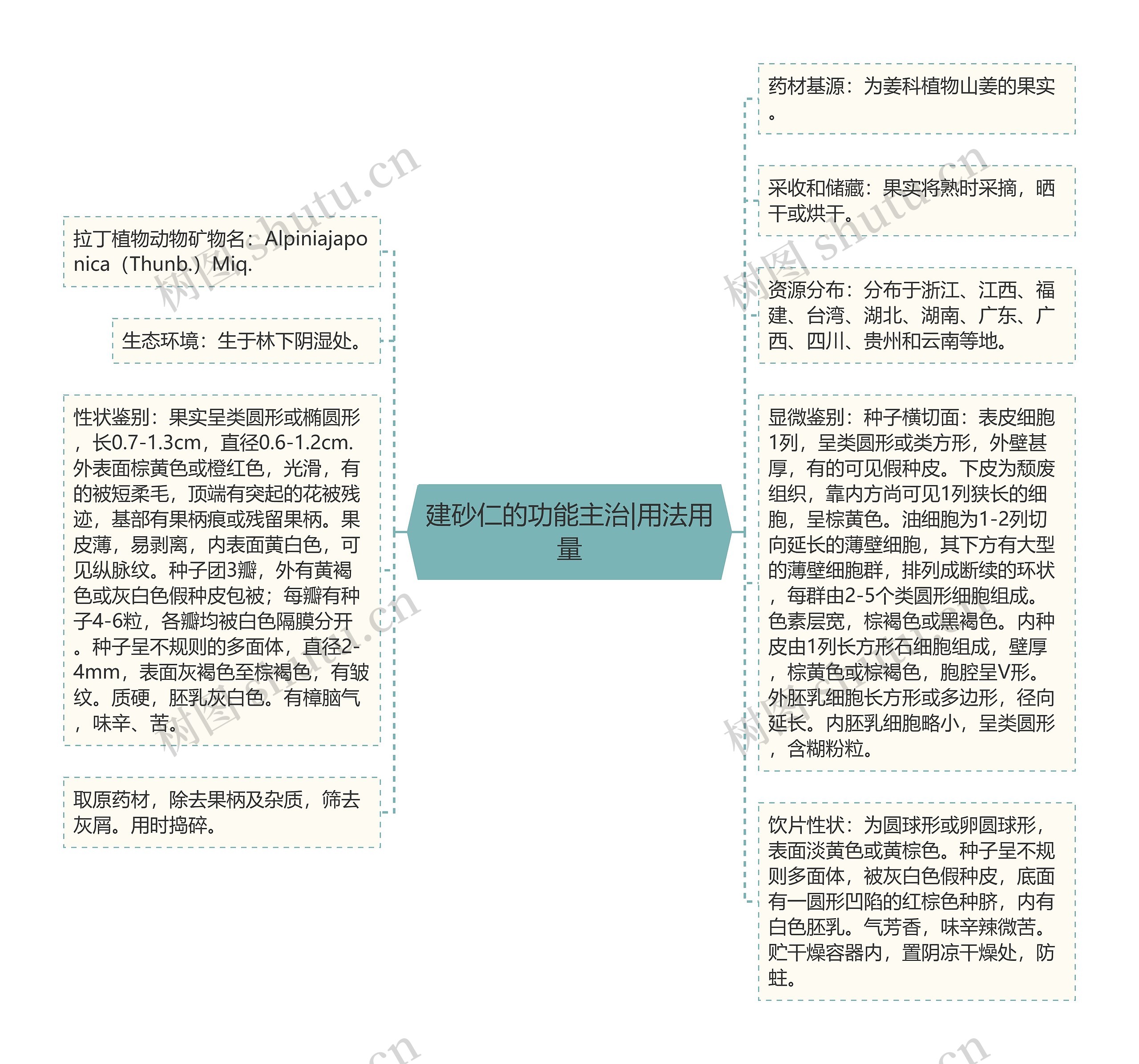 建砂仁的功能主治|用法用量
