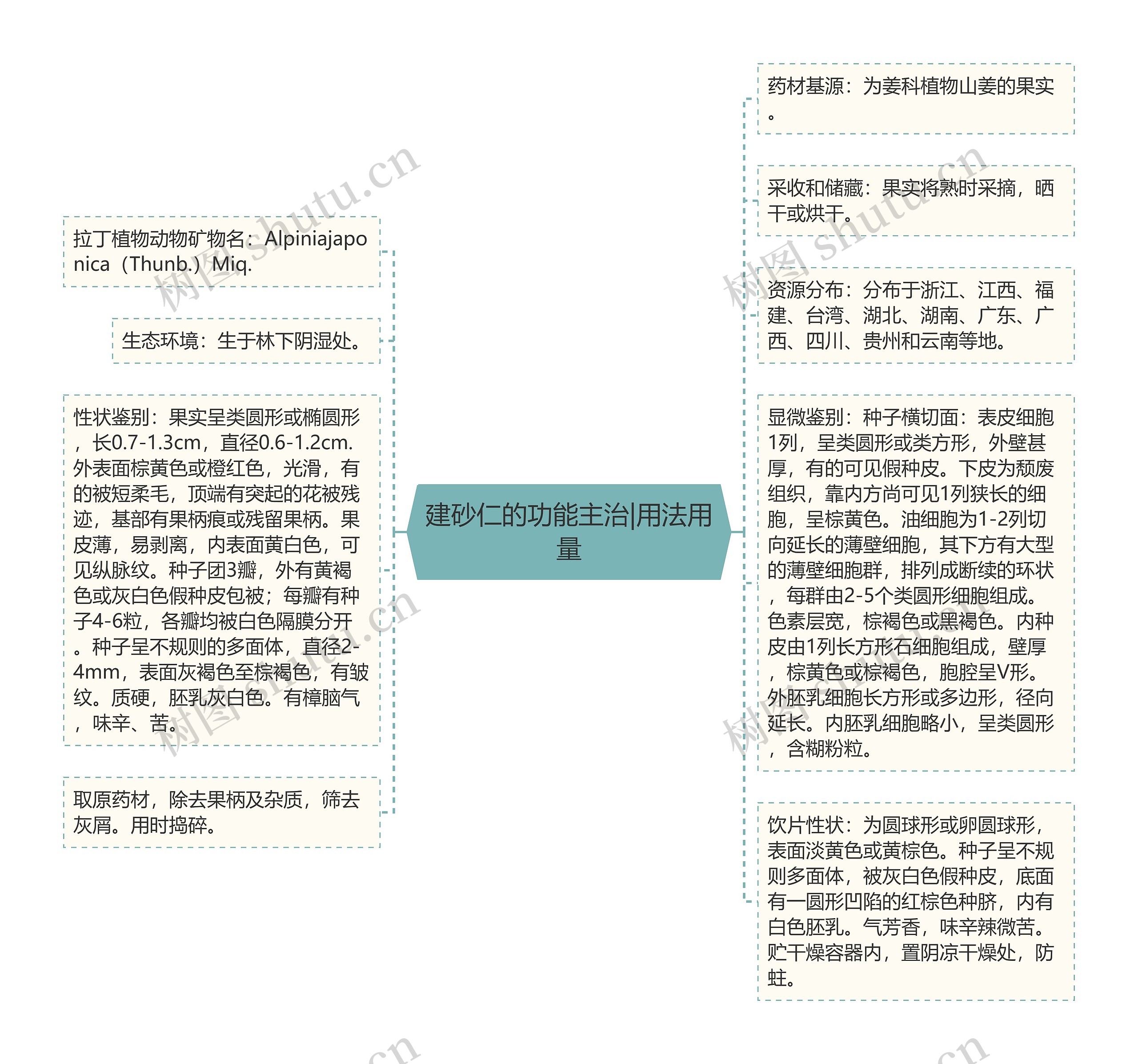 建砂仁的功能主治|用法用量思维导图