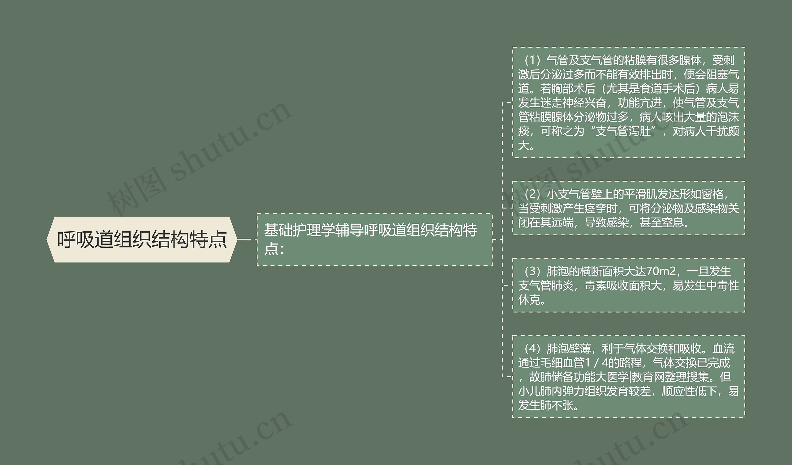 呼吸道组织结构特点