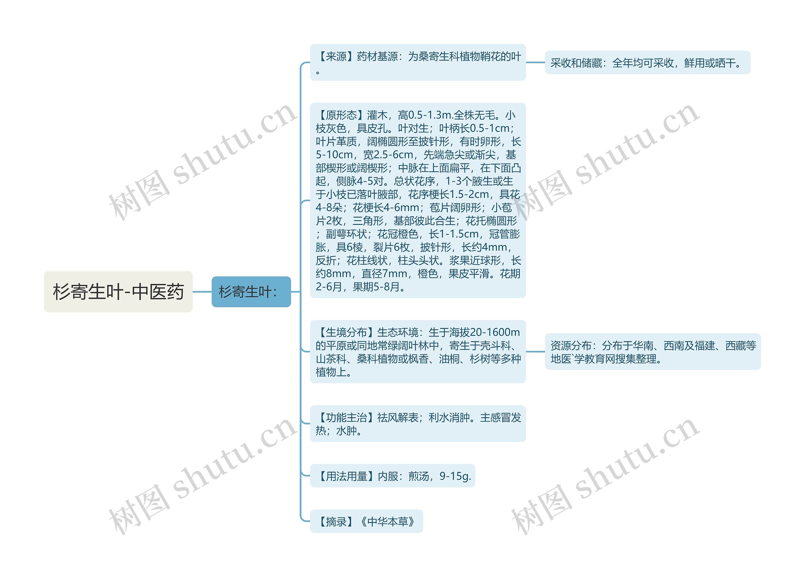 杉寄生叶-中医药思维导图