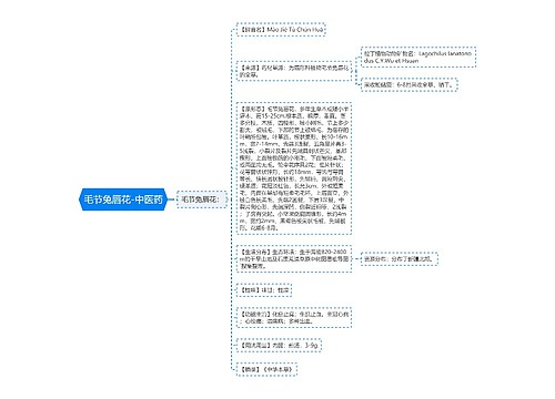 毛节兔唇花-中医药