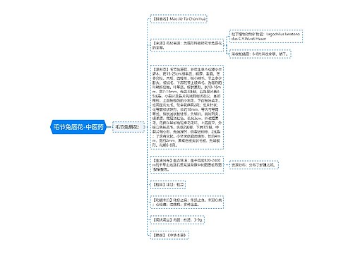 毛节兔唇花-中医药