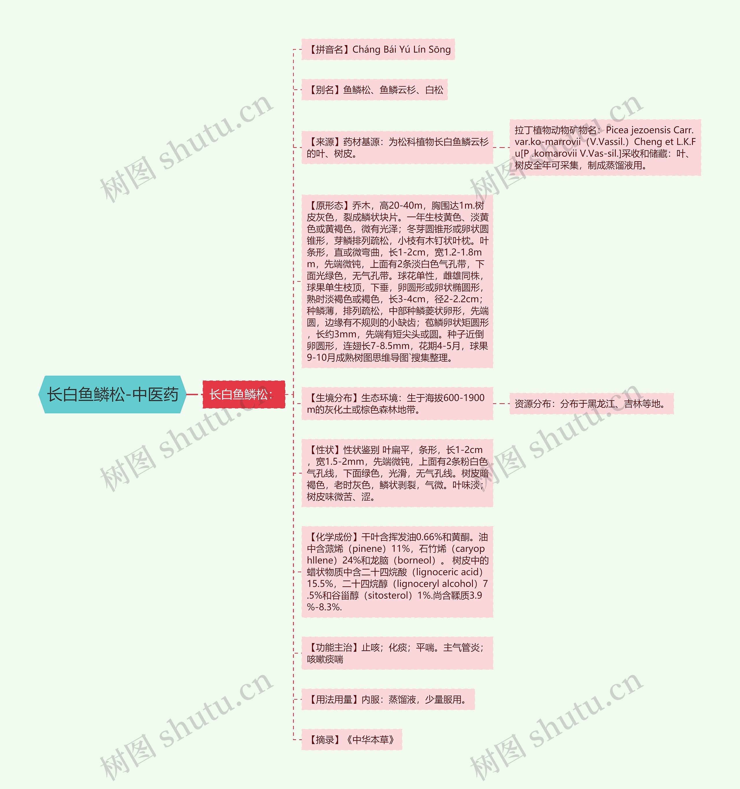 长白鱼鳞松-中医药思维导图