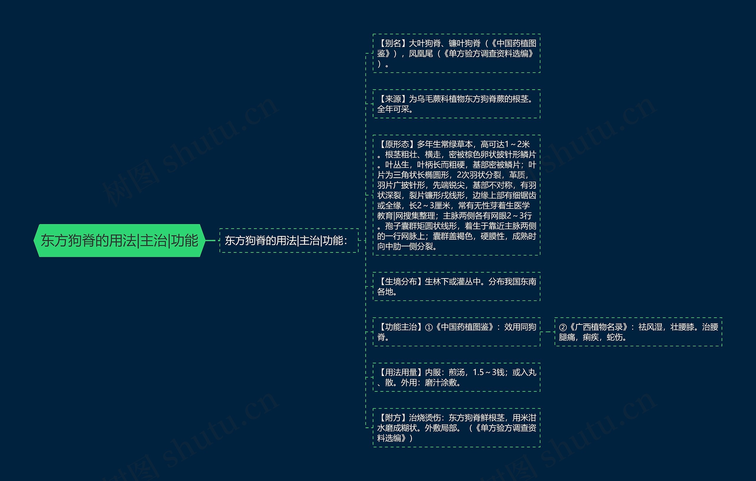 东方狗脊的用法|主治|功能思维导图