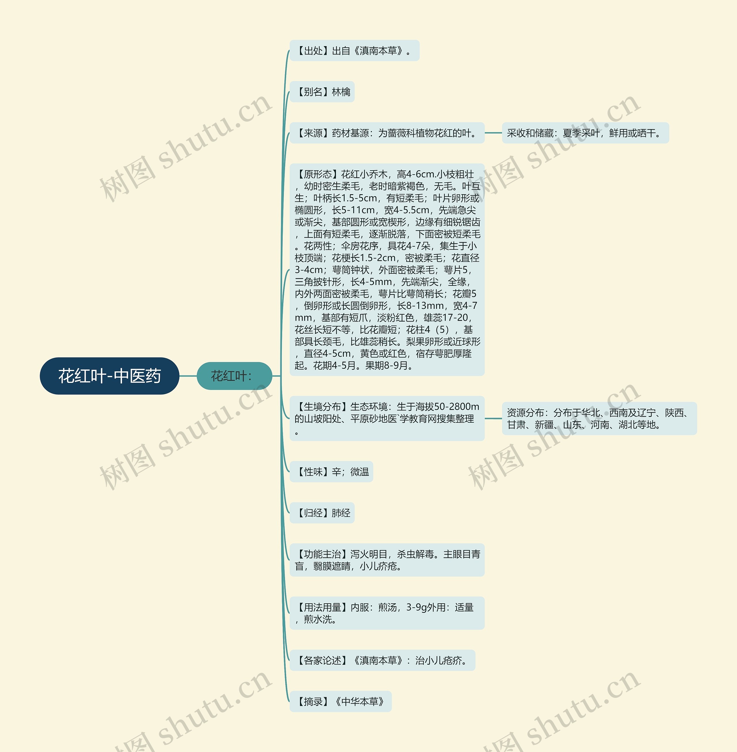 花红叶-中医药思维导图