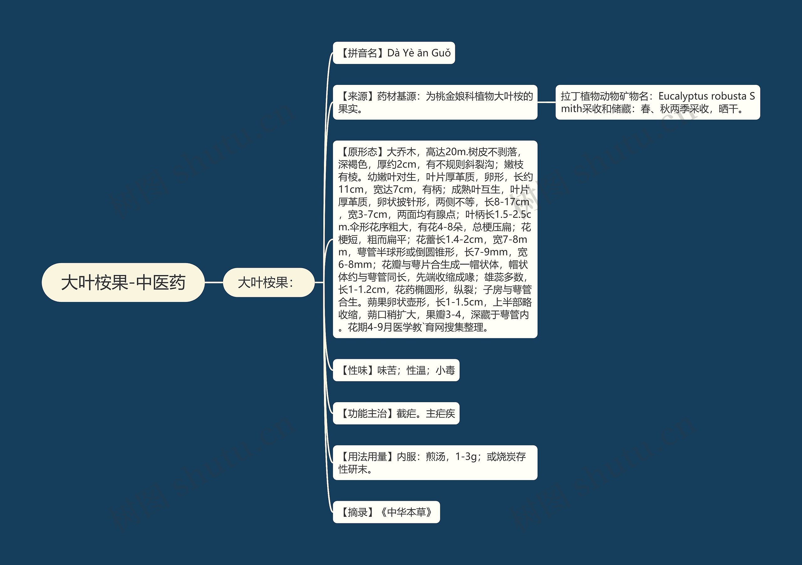 大叶桉果-中医药思维导图