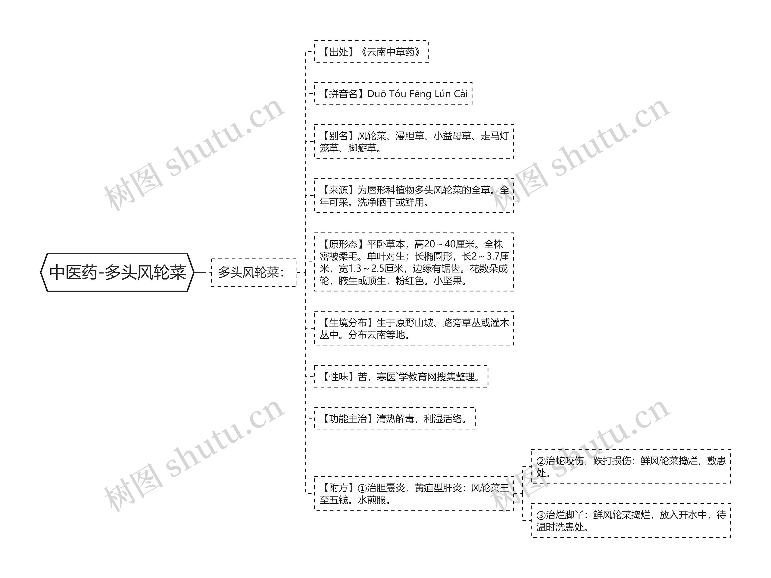 中医药-多头风轮菜思维导图