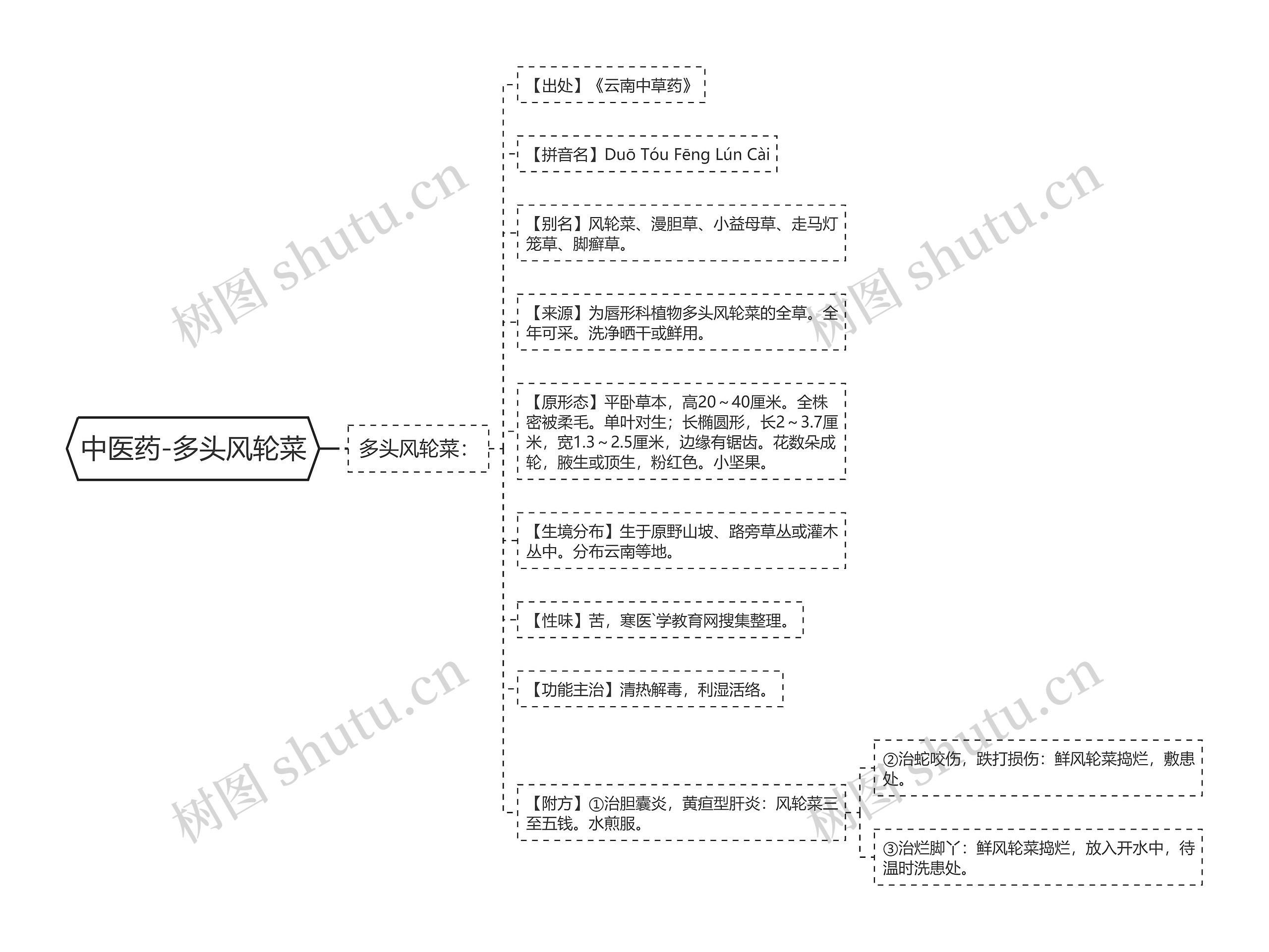 中医药-多头风轮菜 中医药-多头风轮菜