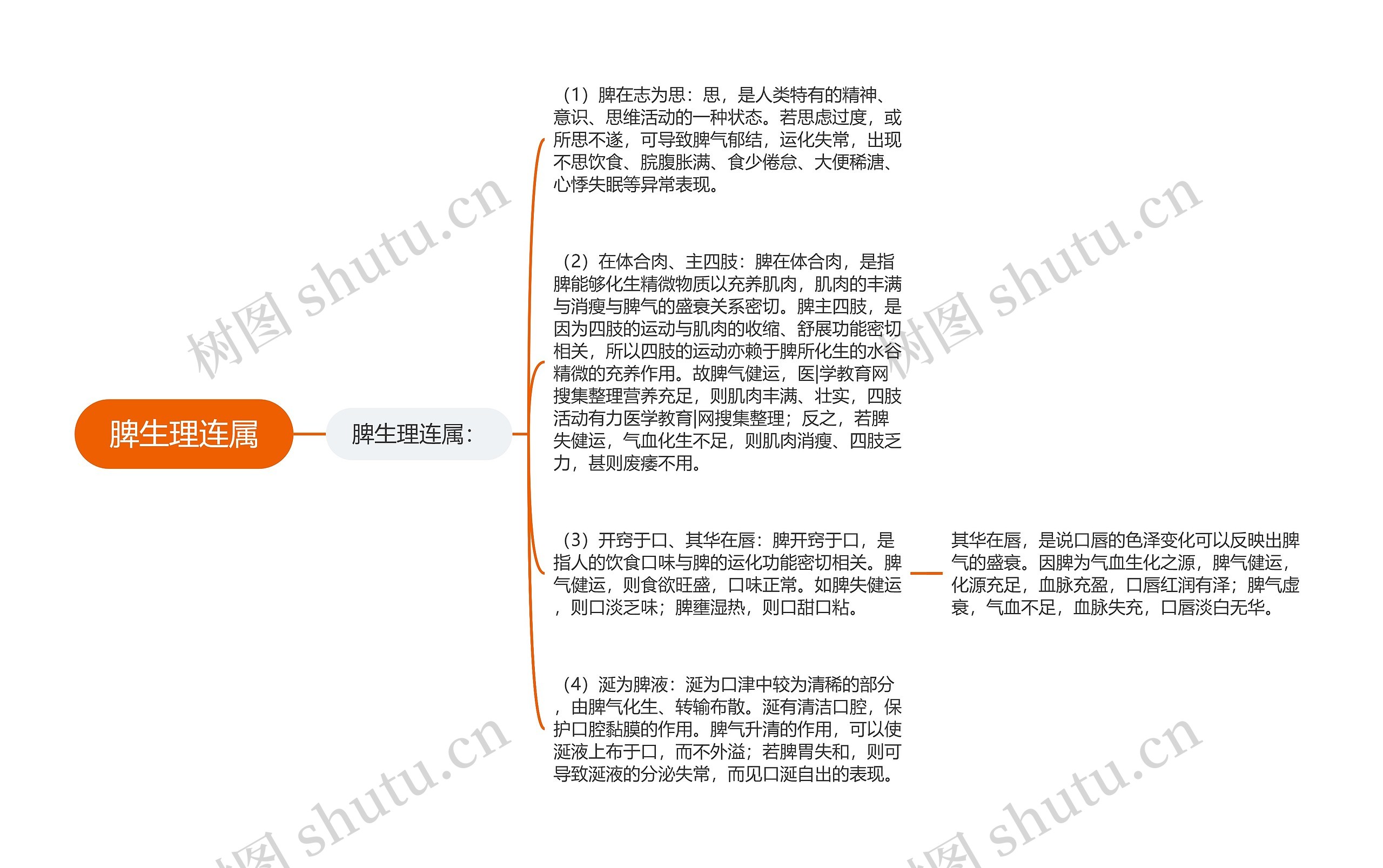 脾生理连属思维导图