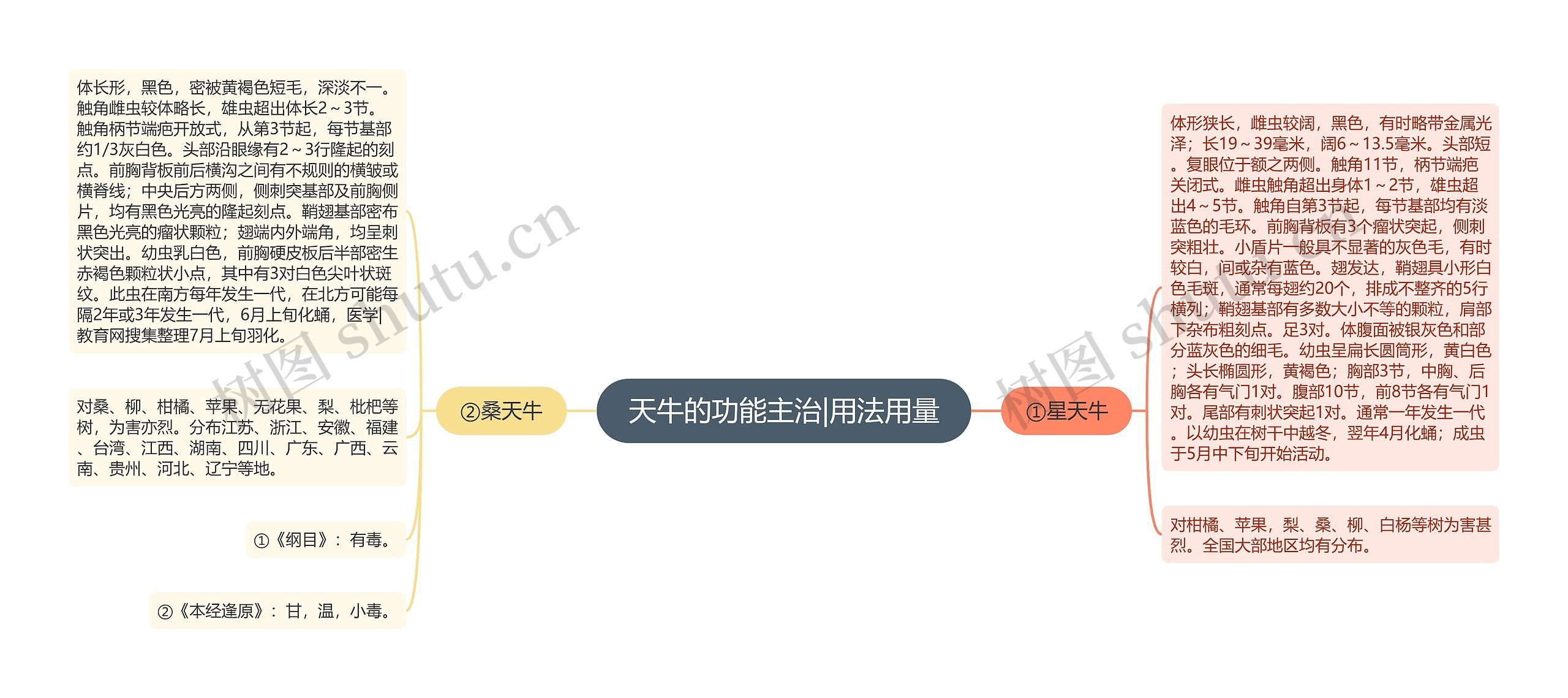 天牛的功能主治|用法用量 天牛的功能主治|用法用量