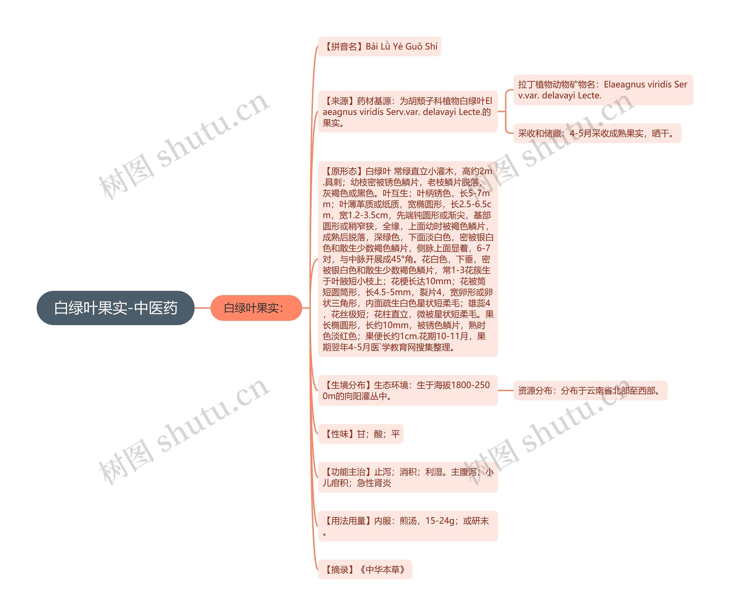 白绿叶果实-中医药思维导图