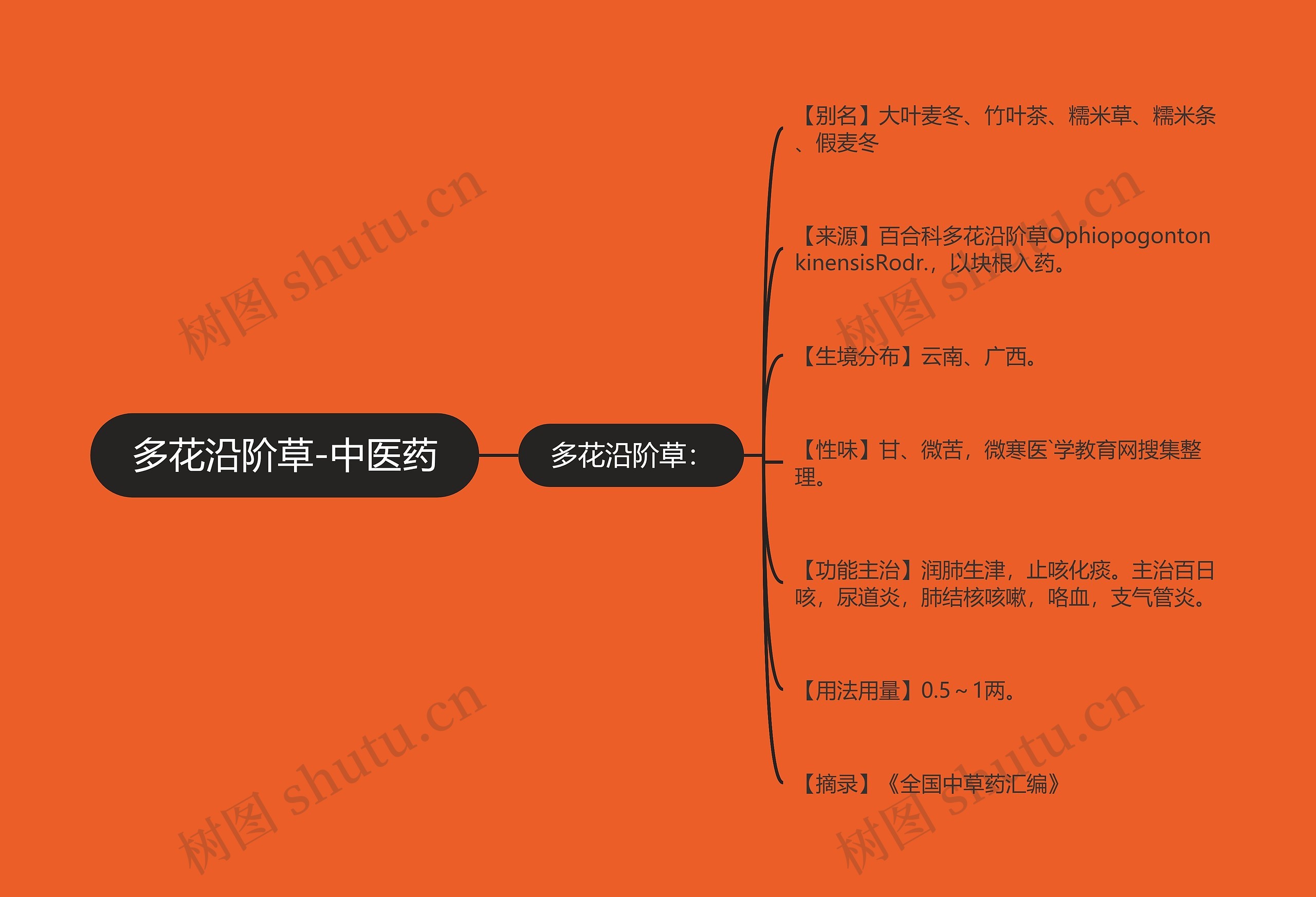 多花沿阶草-中医药 多花沿阶草-中医药